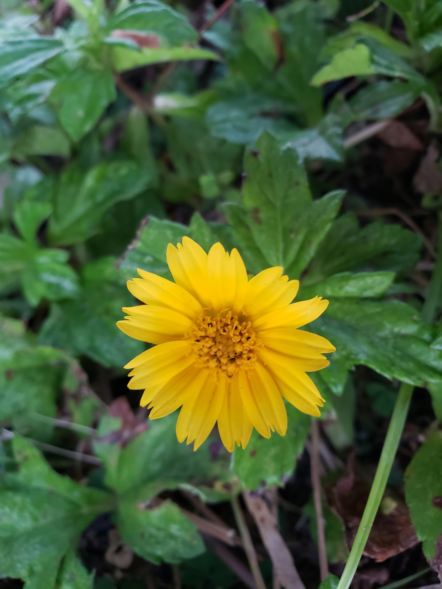 Trailing Daisy in Pinellas County, Florida (10/12/2021).