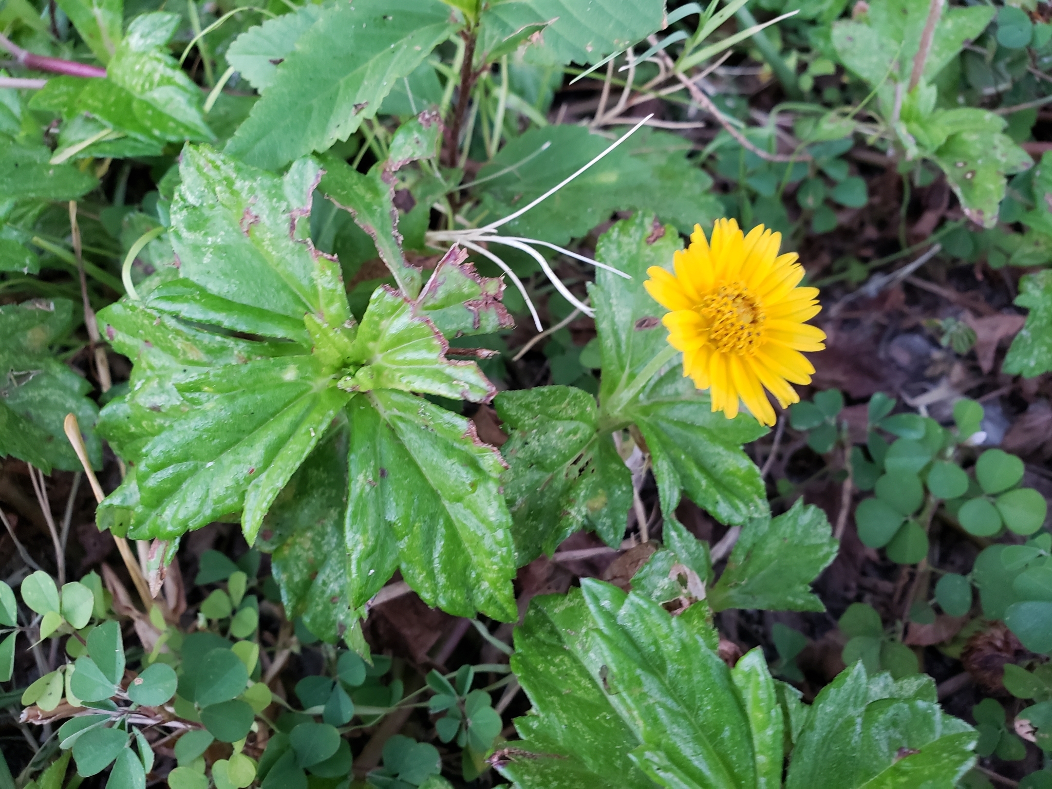 Trailing Daisy in Pinellas County, Florida (10/12/2021).