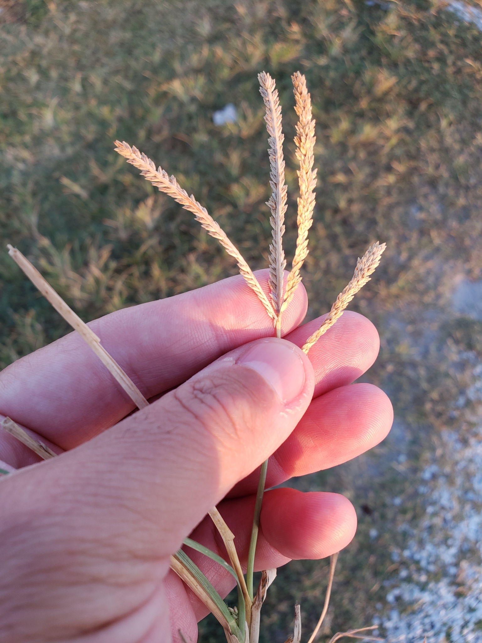 Indian Goosegrass in Pinellas County, Florida (10/12/2021).
