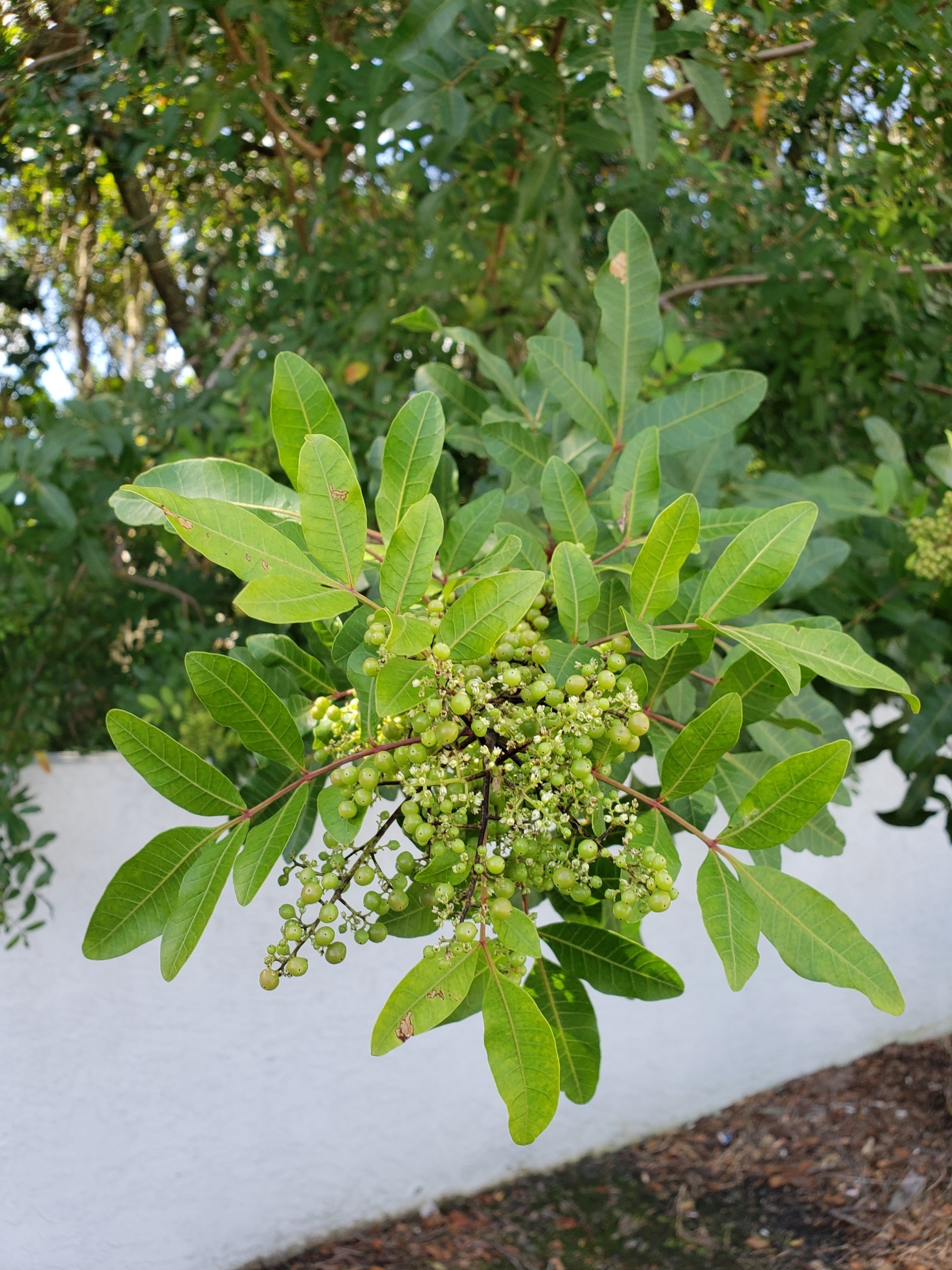 Brazilian Pepper in Hillsborough County, Florida (10/12/2021).