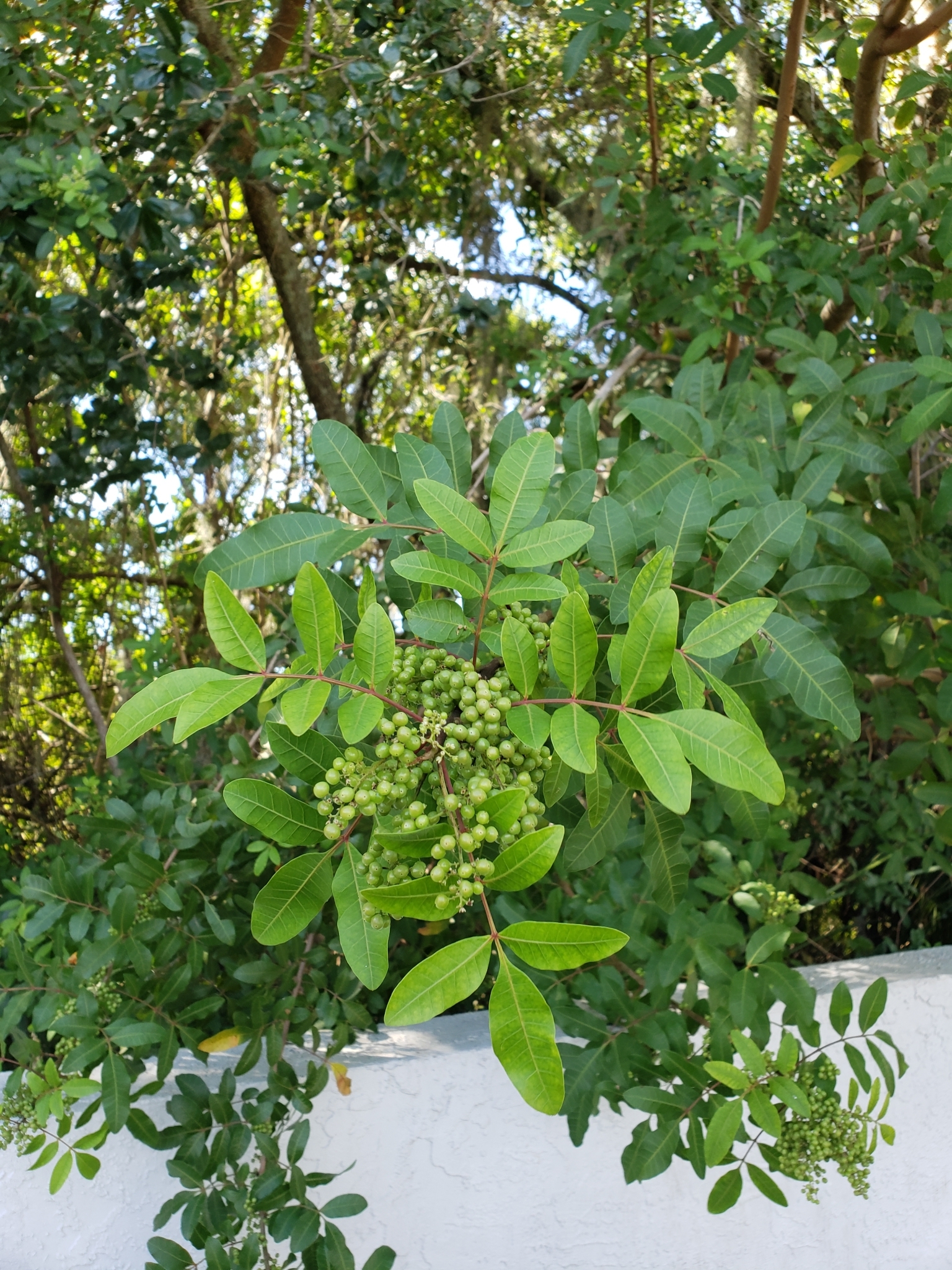 Brazilian Pepper in Hillsborough County, Florida (10/12/2021).