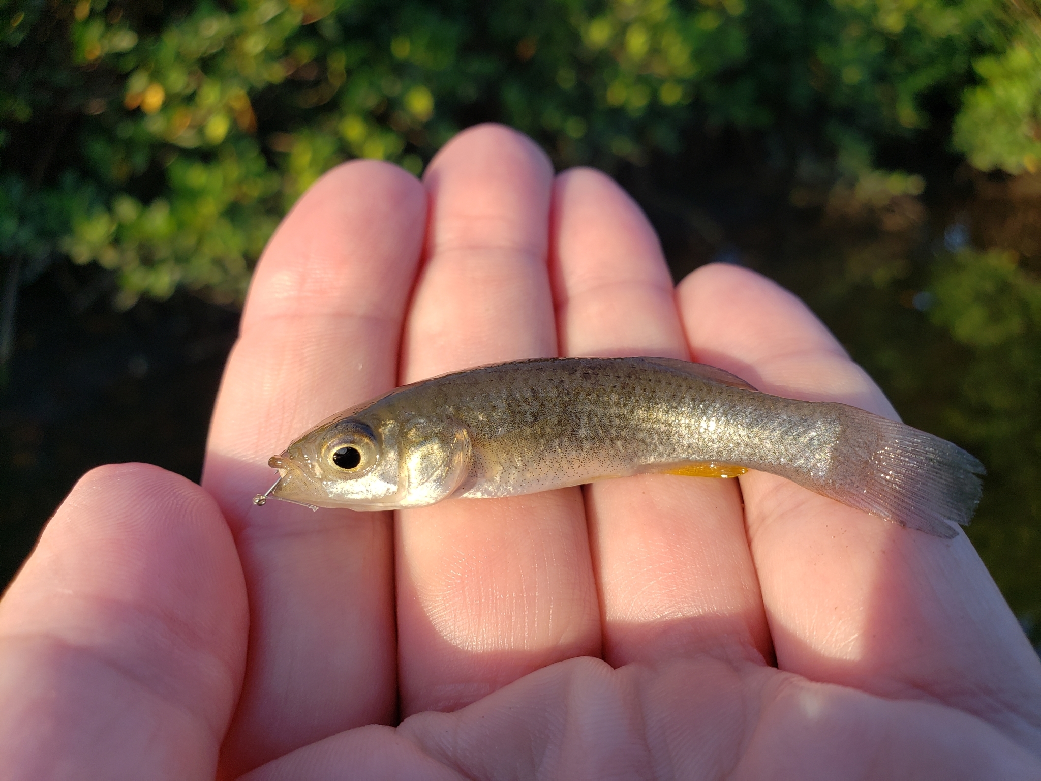 Gulf Killifish in Pinellas County, Florida (10/12/2021).