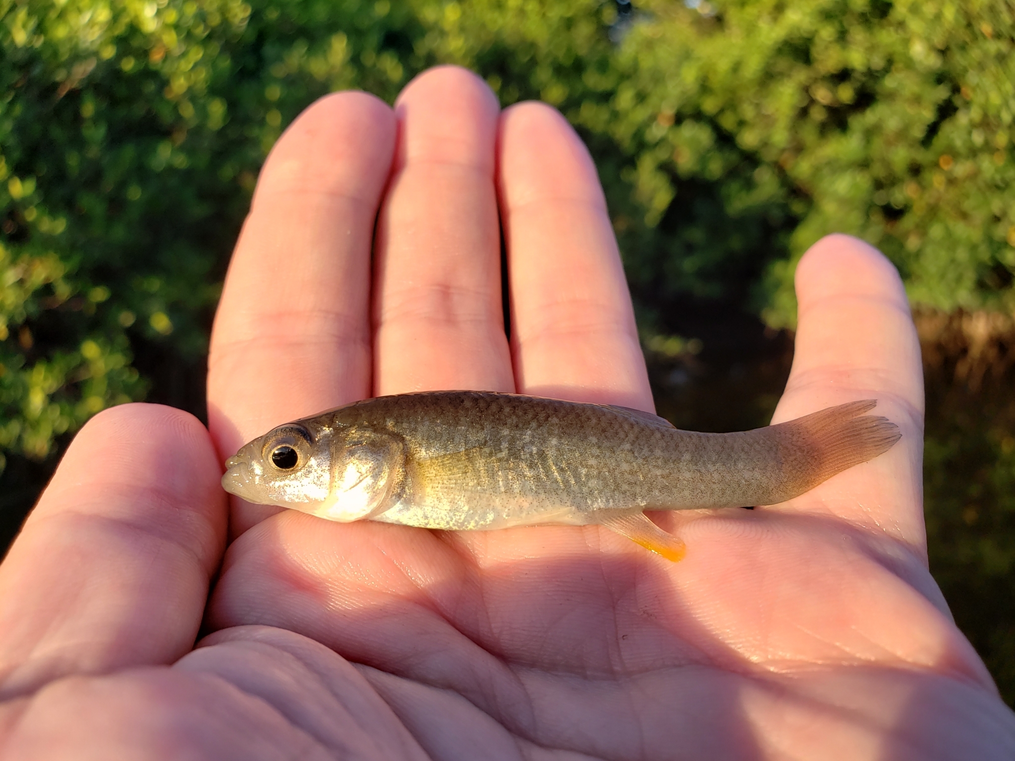 Gulf Killifish in Pinellas County, Florida (10/12/2021).