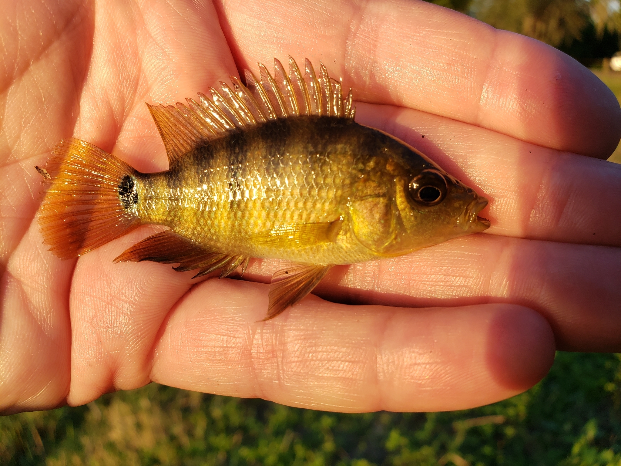 Mayan Cichlid in Pinellas County, Florida (10/12/2021).