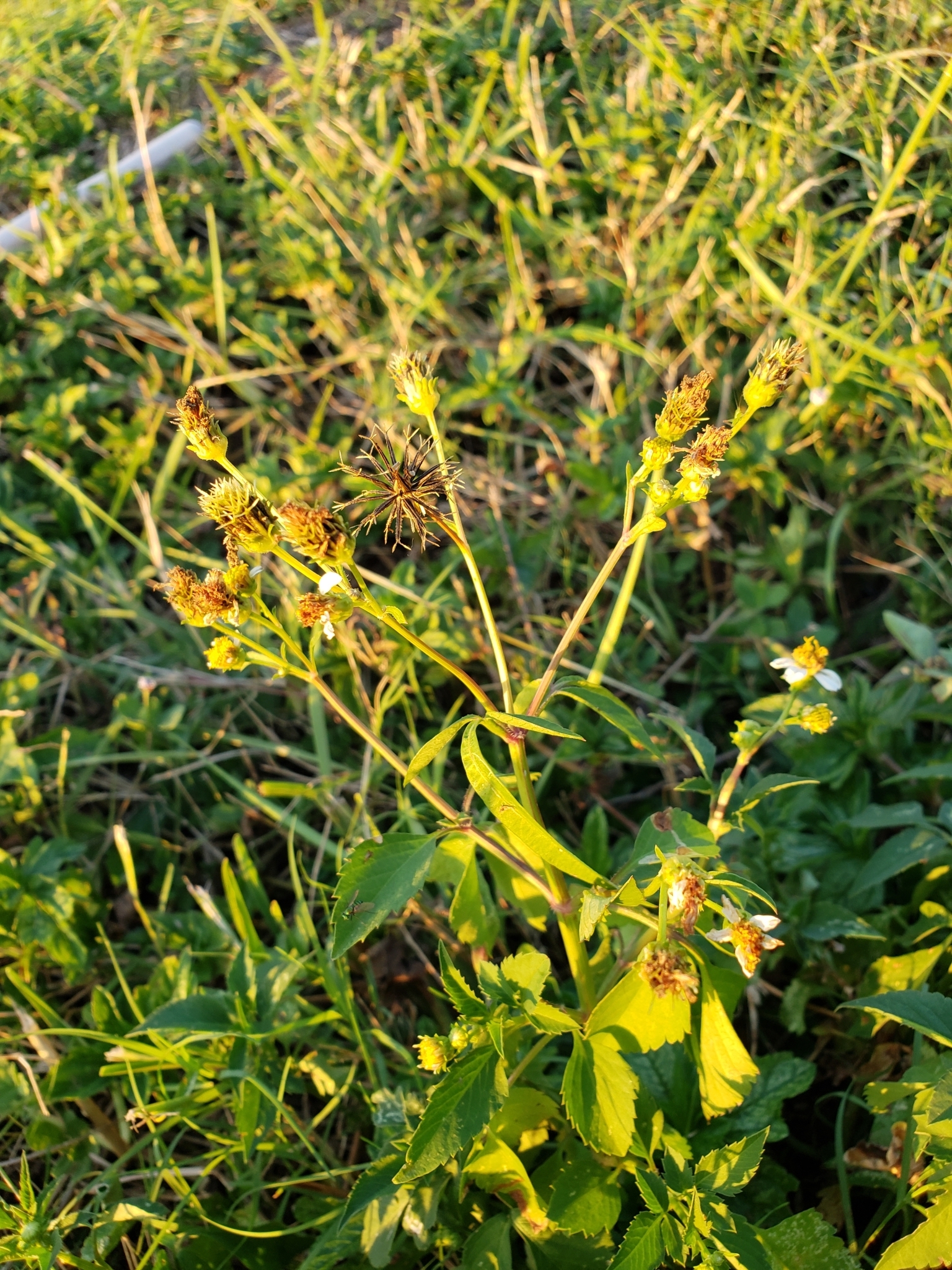 Romerillo in Pinellas County, Florida (10/12/2021).