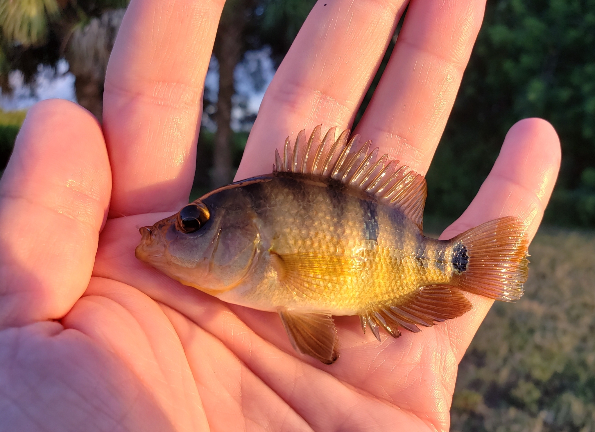 Mayan Cichlid in Pinellas County, Florida (10/12/2021).