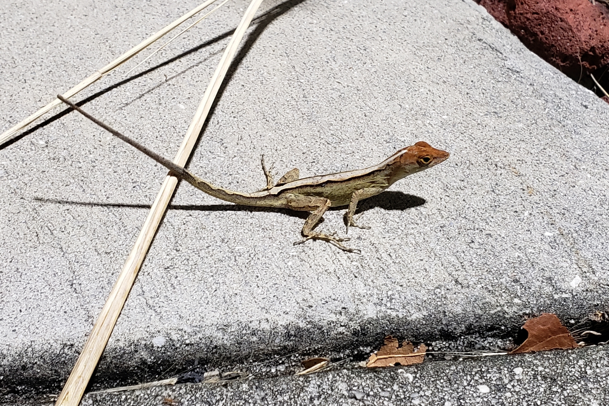 Brown Anole in Pinellas County, Florida (10/13/2021).