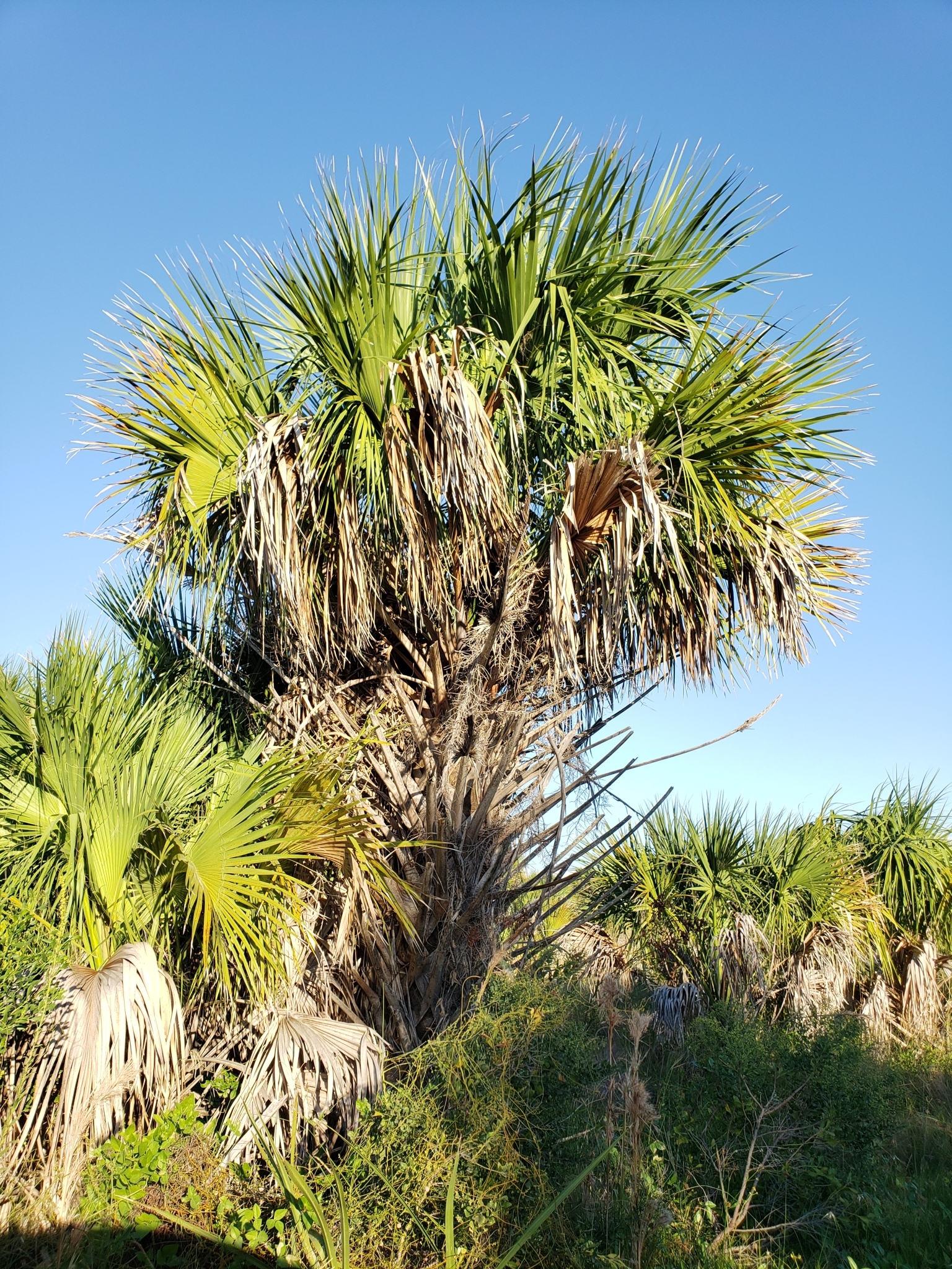 Cabbage Palmetto in Pinellas County, Florida (10/15/2021).