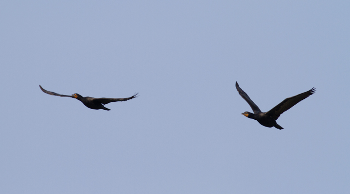 Adult Double-crested Cormorants in flight at Point Lookout SP, St. Mary's County, Maryland (9/3/2011).