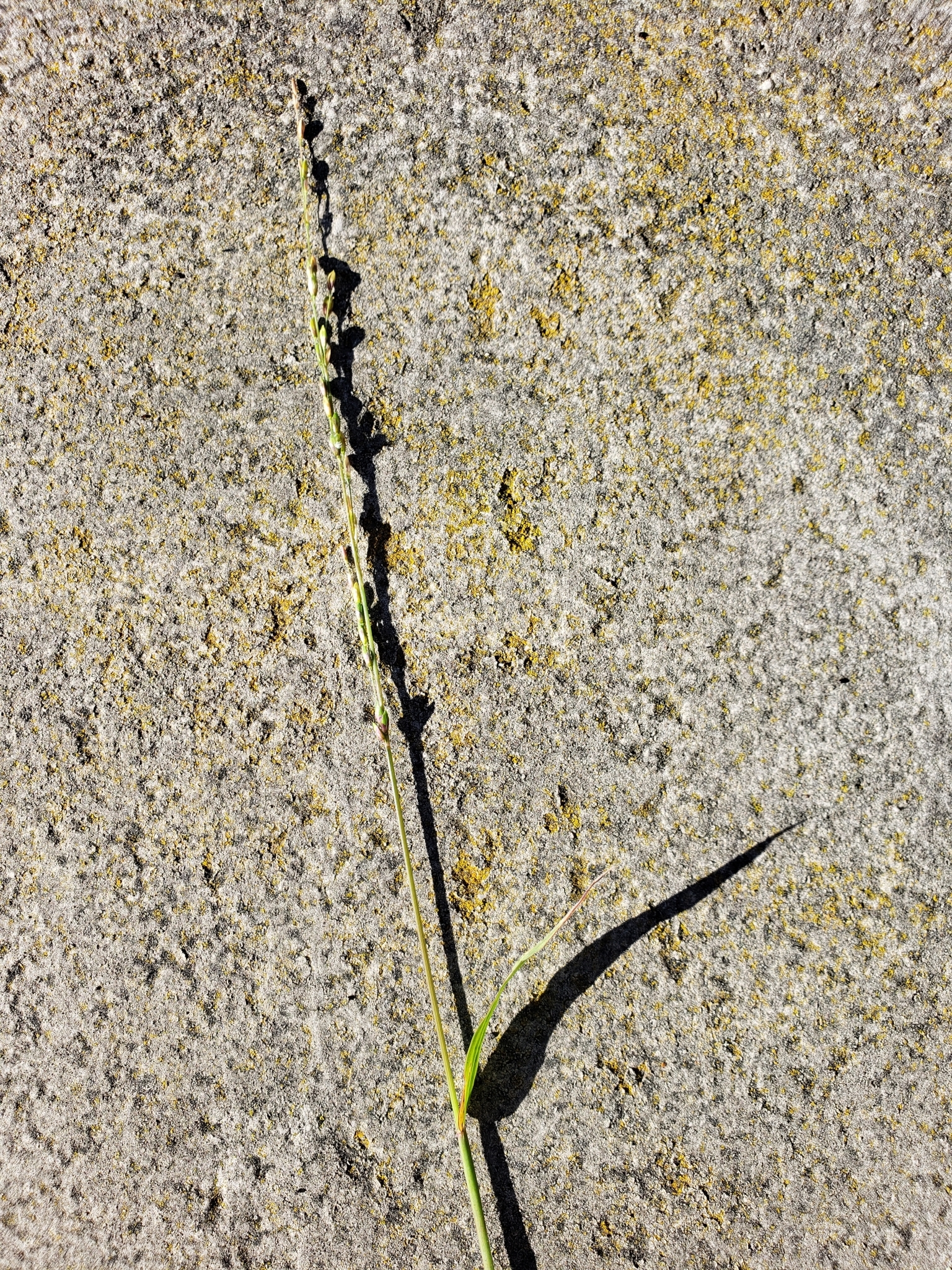 Panic Veldtgrass in Monterey County, California (2/7/2022).
