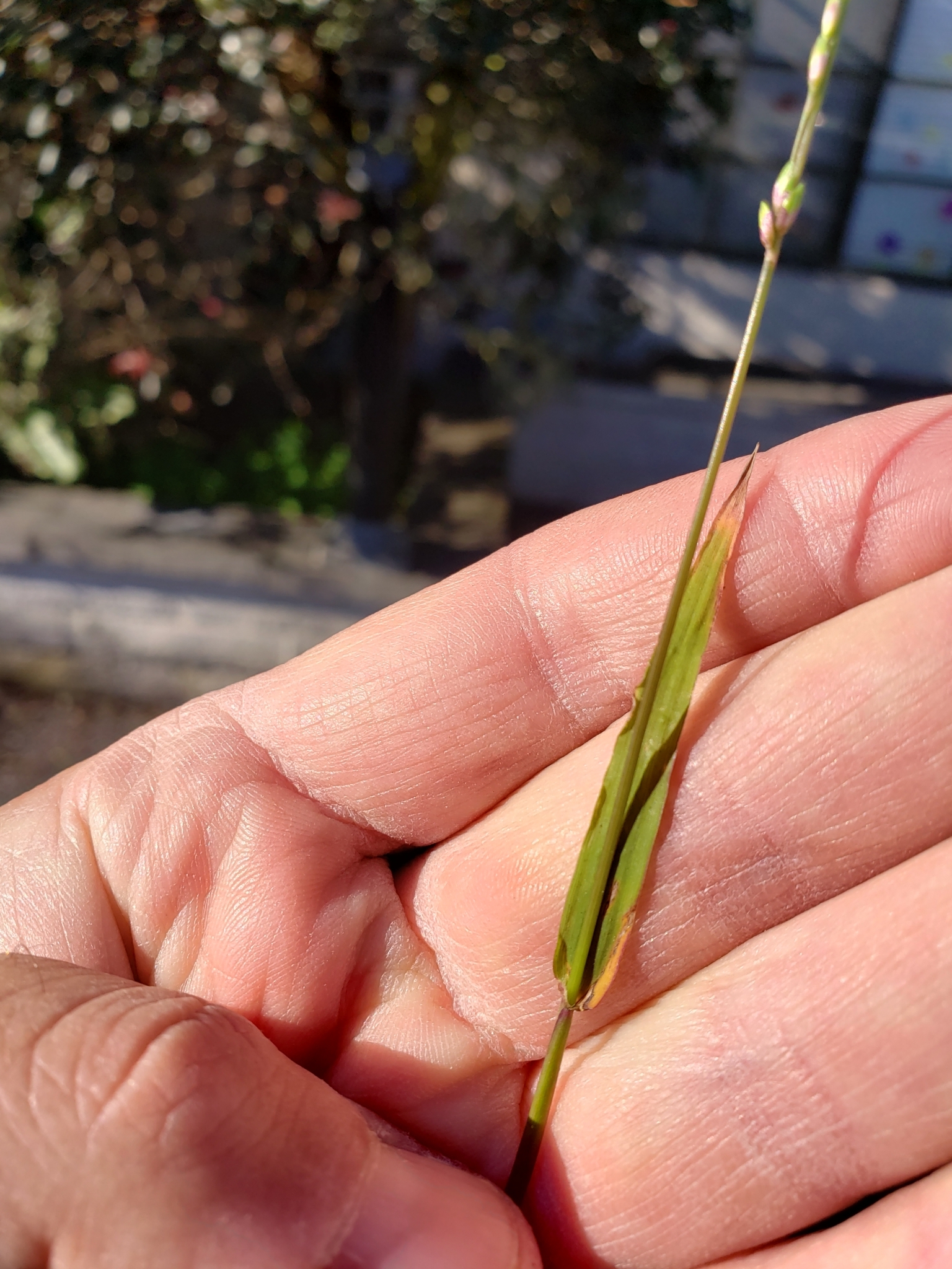 Panic Veldtgrass in Monterey County, California (2/7/2022).