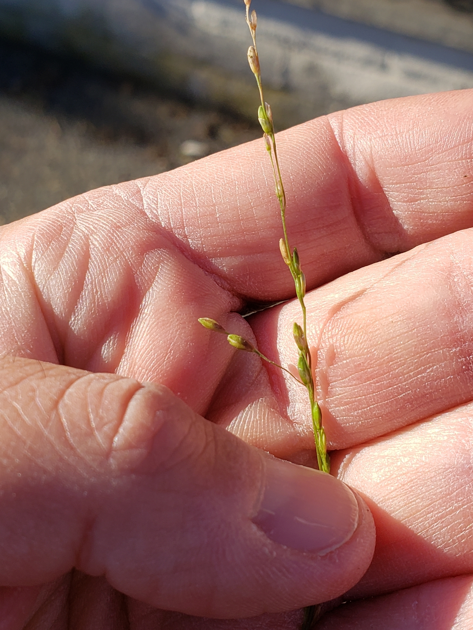 Panic Veldtgrass in Monterey County, California (2/7/2022).