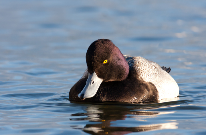 A male Lesser Scaup in Dorchester County, Maryland (2/10/2008).