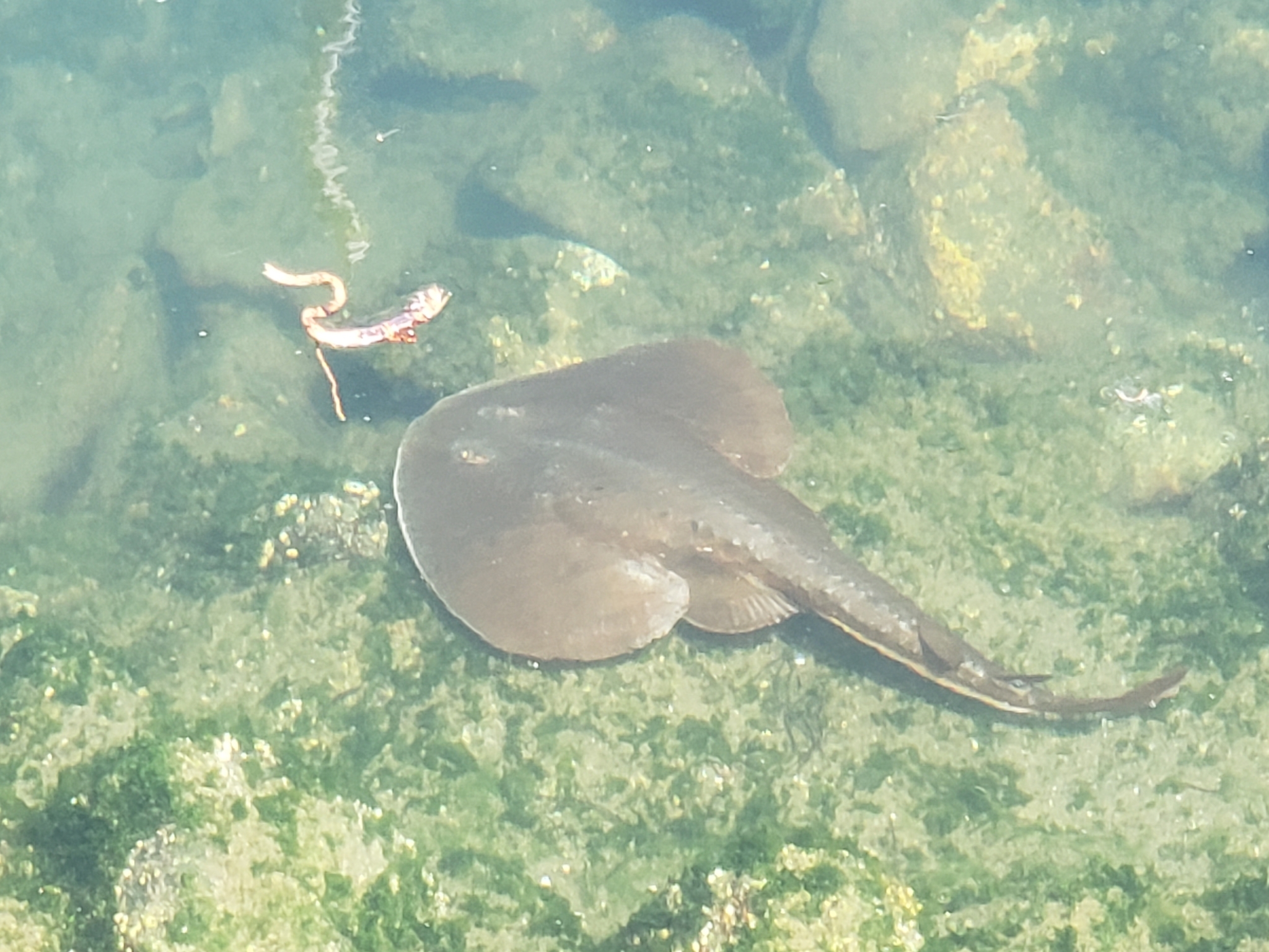 Thornback Guitarfish in Monterey County, California (8/13/2022).