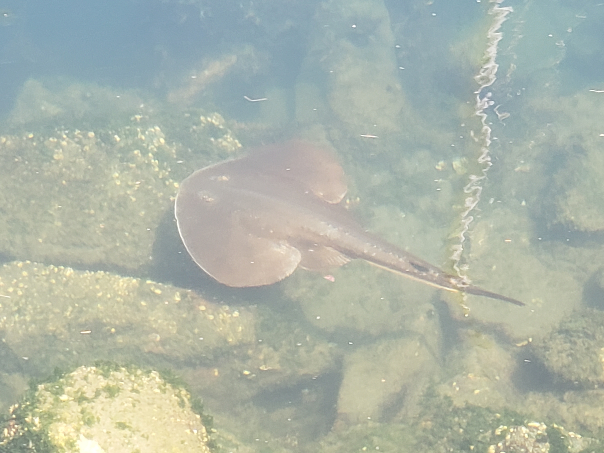 Thornback Guitarfish in Monterey County, California (8/13/2022).