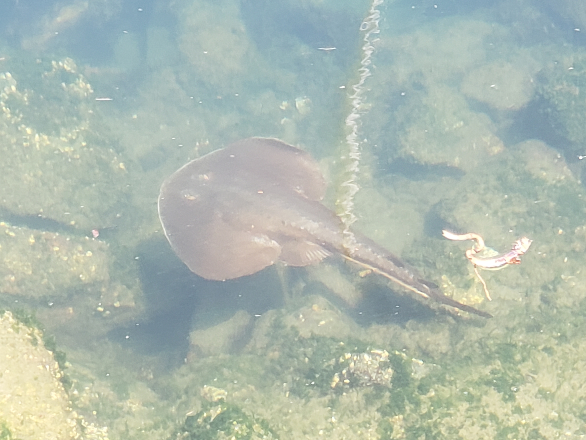 Thornback Guitarfish in Monterey County, California (8/13/2022).