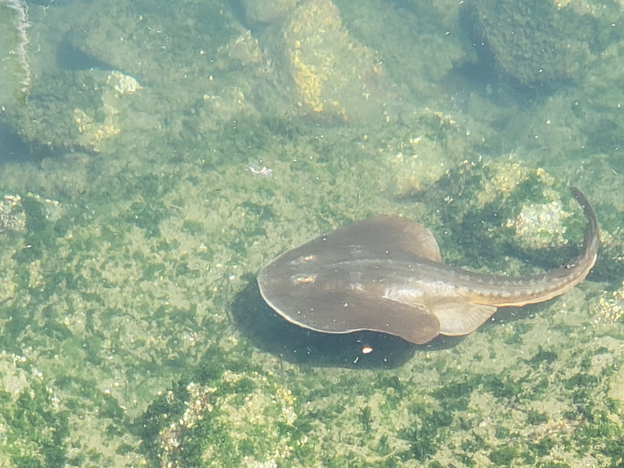 Thornback Guitarfish in Monterey County, California (8/13/2022).