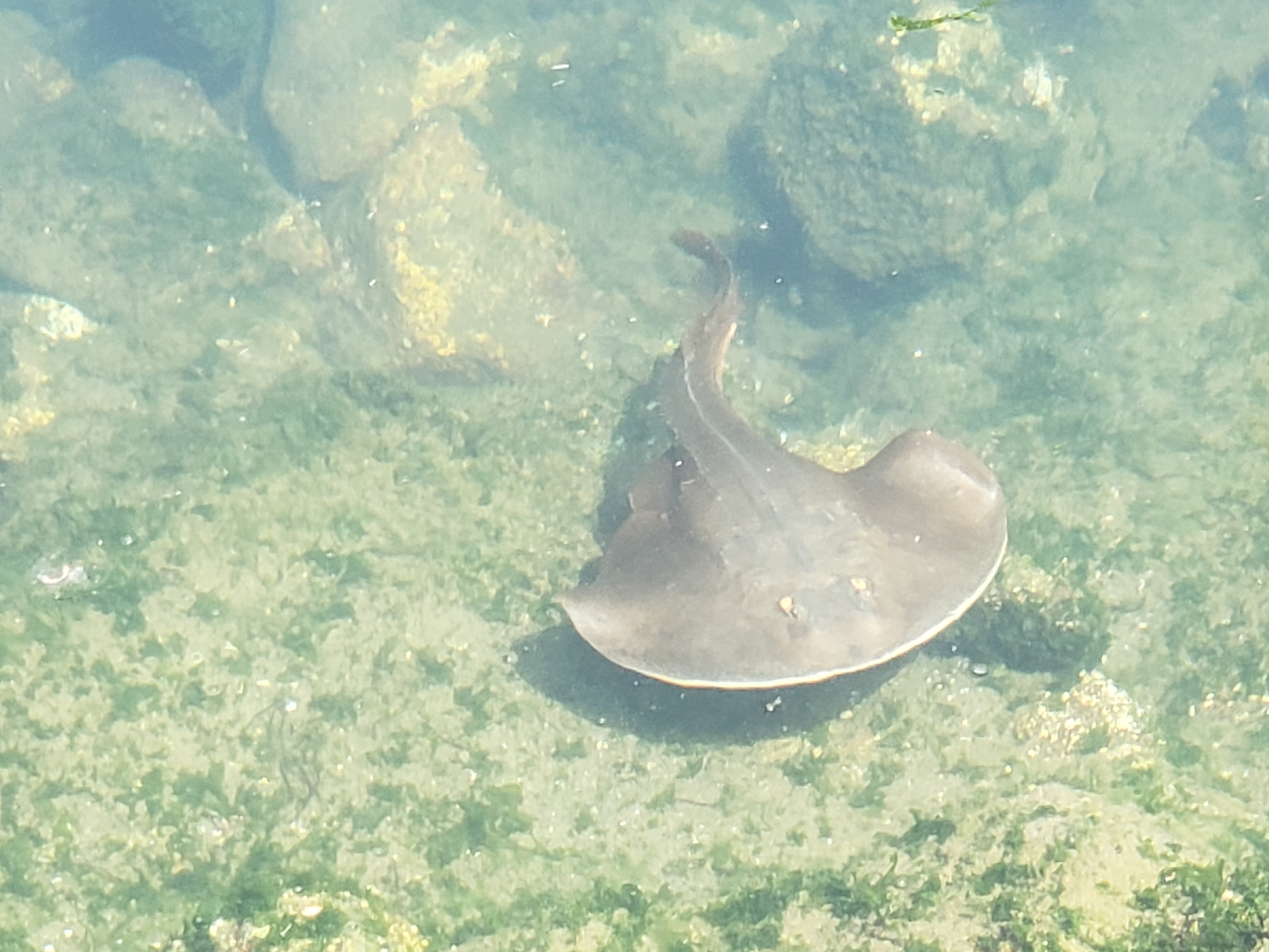 Thornback Guitarfish in Monterey County, California (8/13/2022).