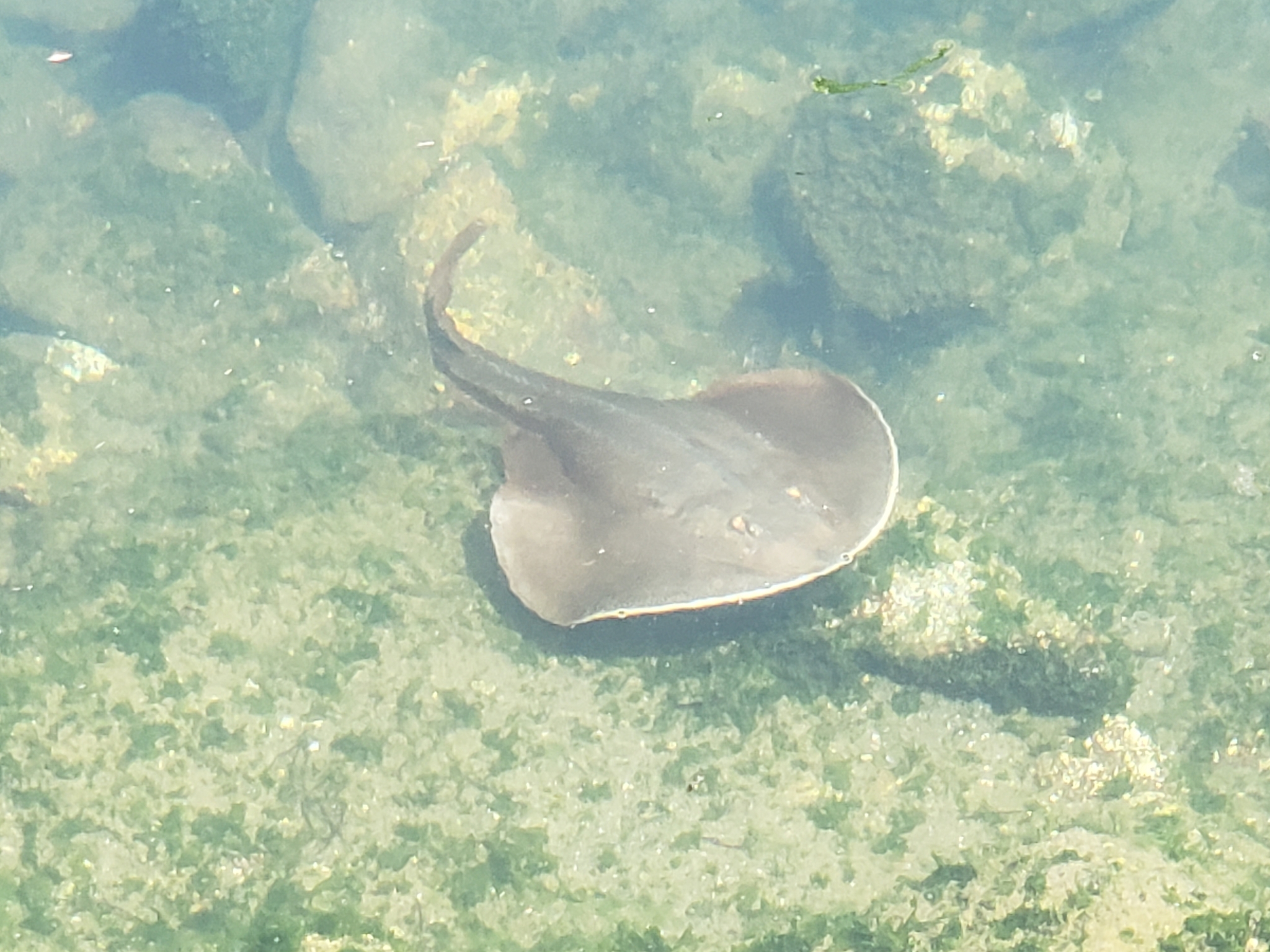 Thornback Guitarfish in Monterey County, California (8/13/2022).