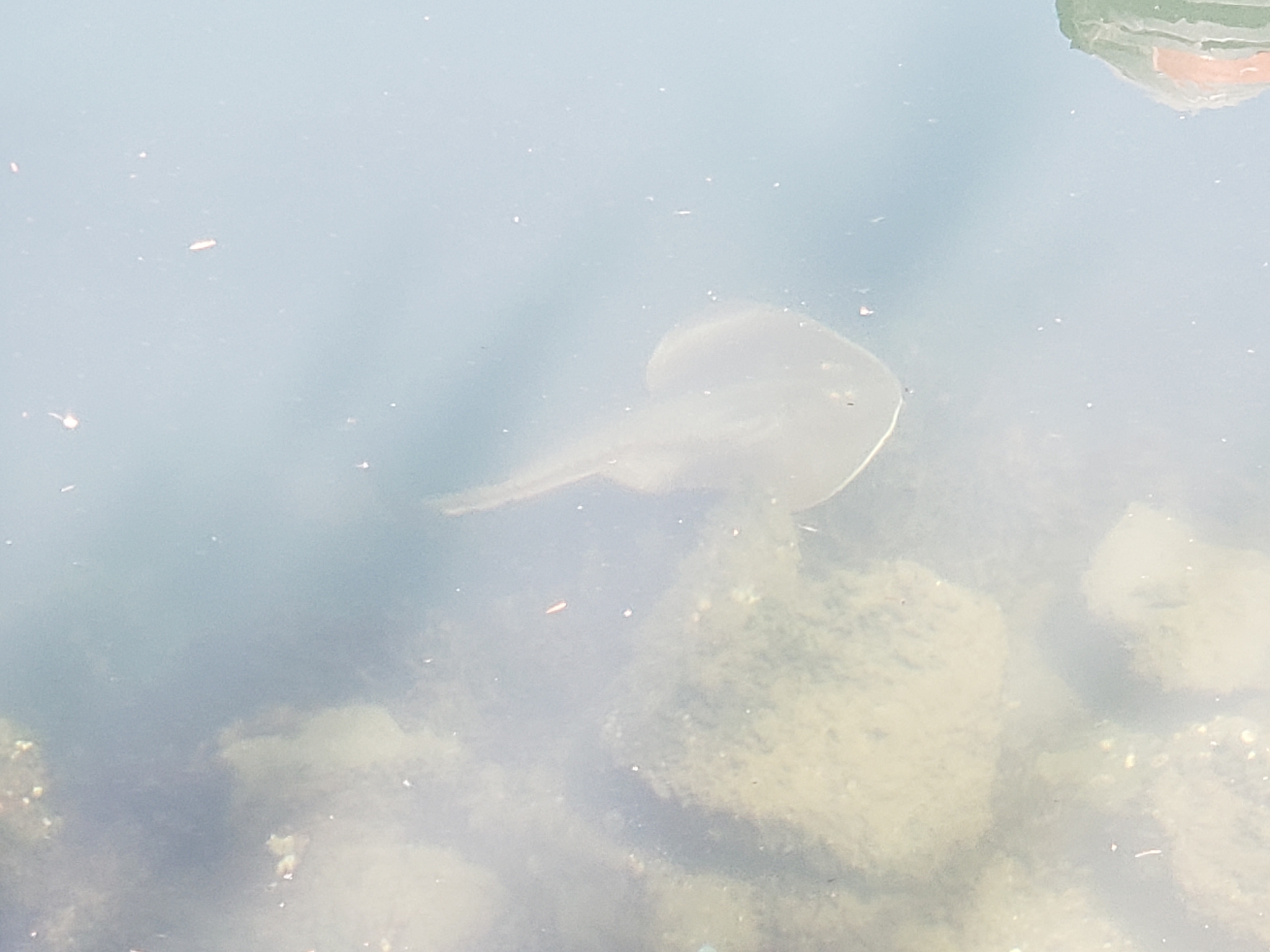 Thornback Guitarfish in Monterey County, California (8/13/2022).