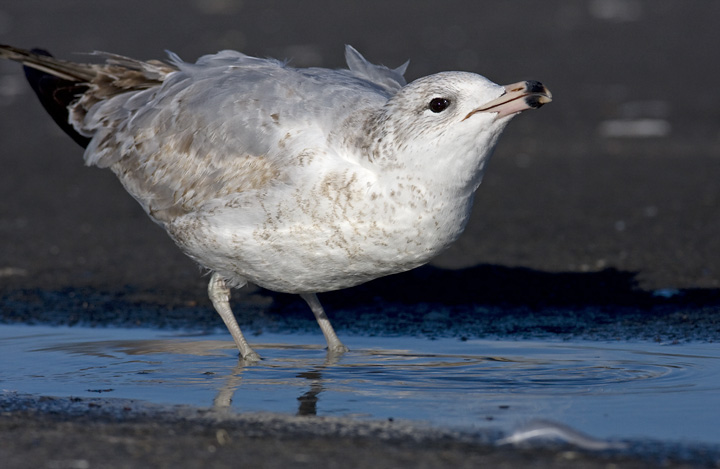 A first-winter Ring-billed Gull has a morning drink along the Choptank River, Dorchester County, Maryland (2/10/2008).