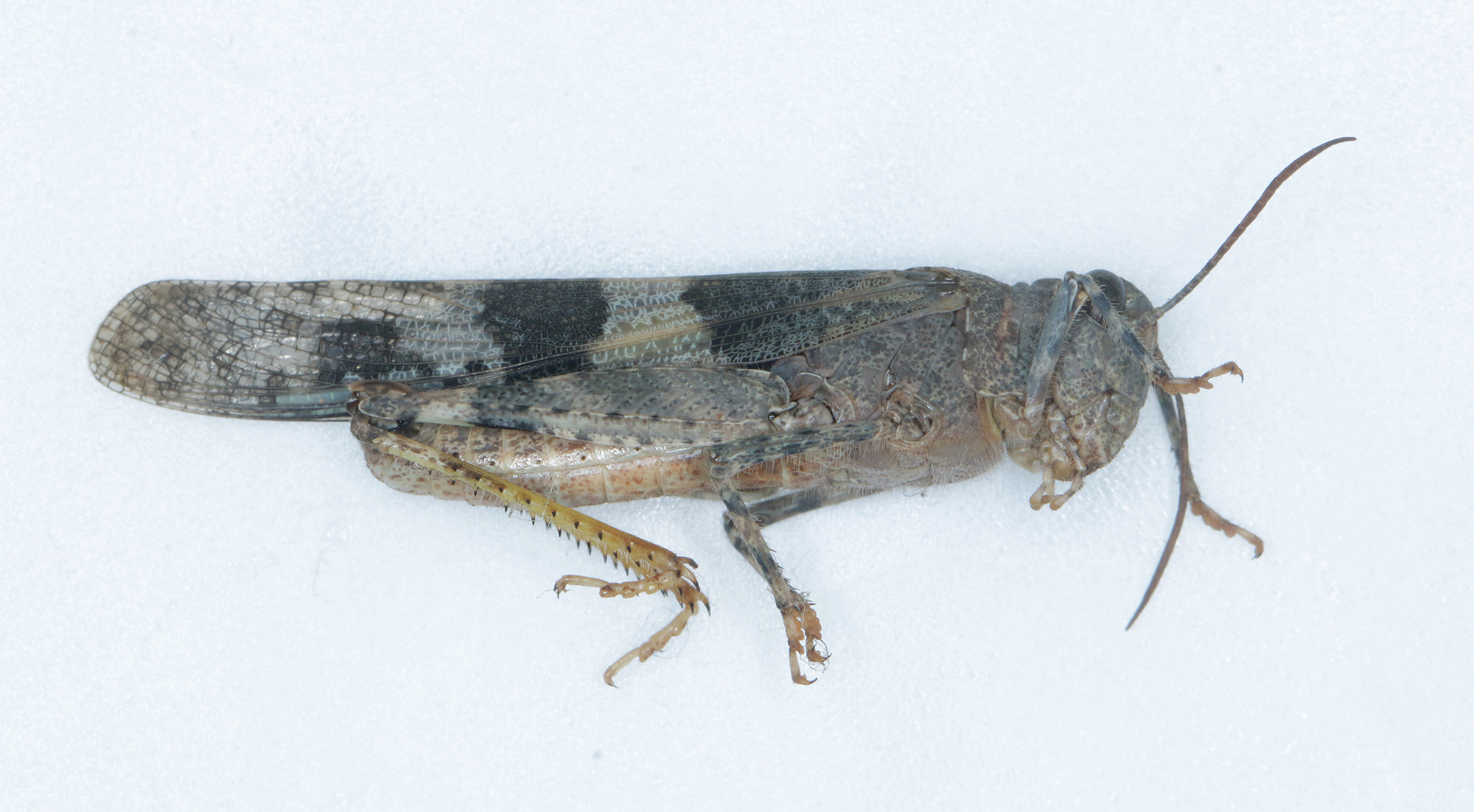 Pallid-winged Grasshopper in Monterey County, California (9/9/2022).