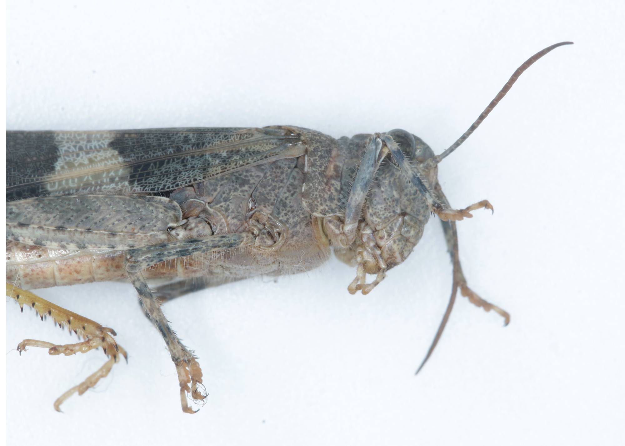 Pallid-winged Grasshopper in Monterey County, California (9/9/2022).