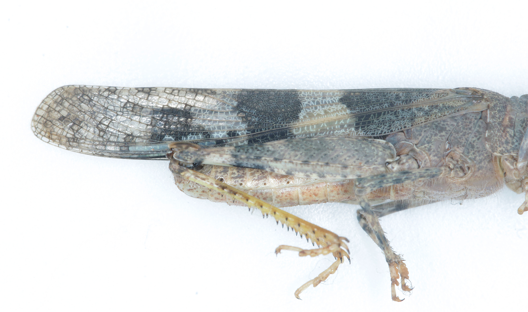 Pallid-winged Grasshopper in Monterey County, California (9/9/2022).
