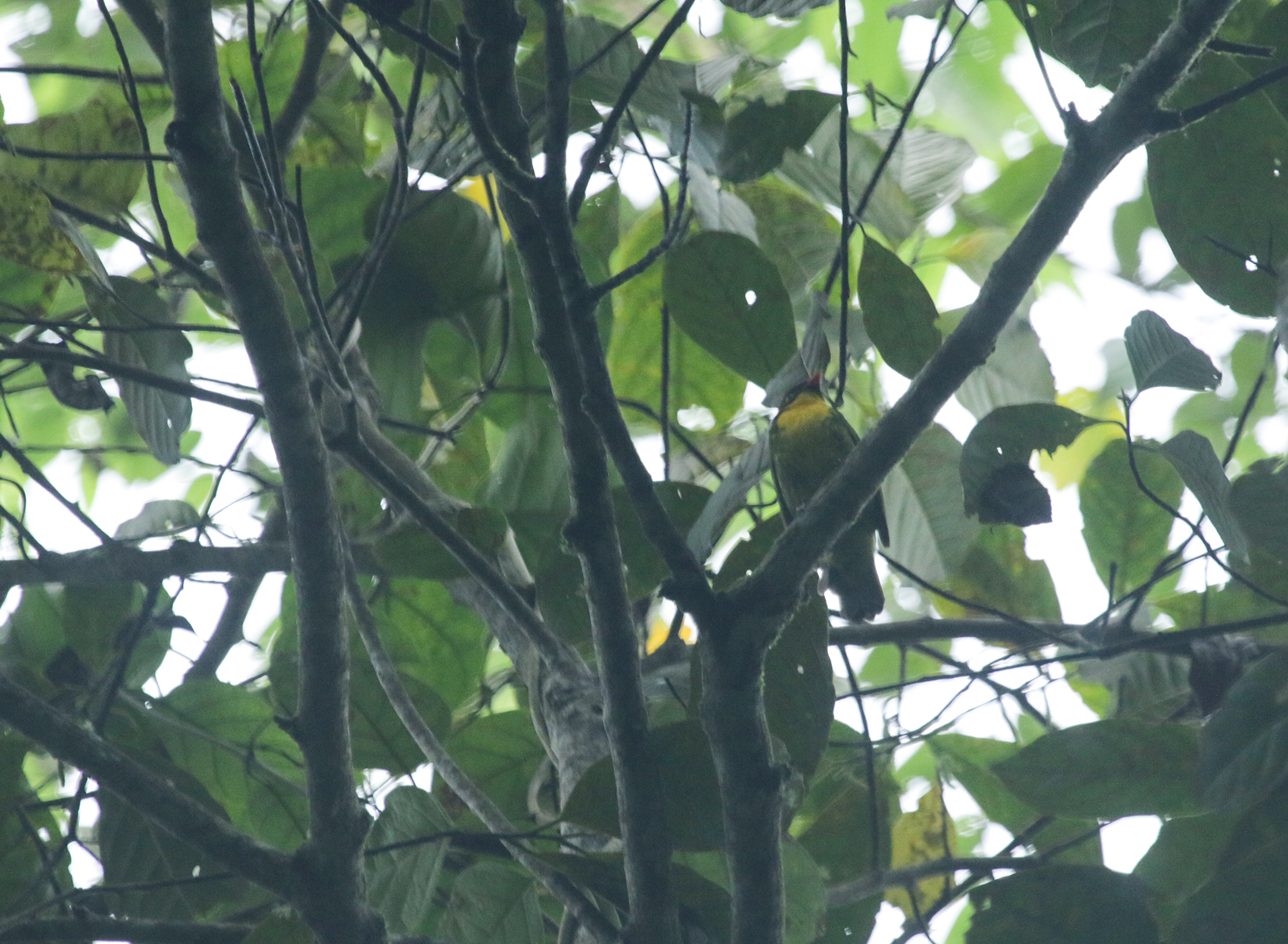 Golden-breasted Fruiteater in Santa Marta County, Magdalena, Colombia (6/5/2023).