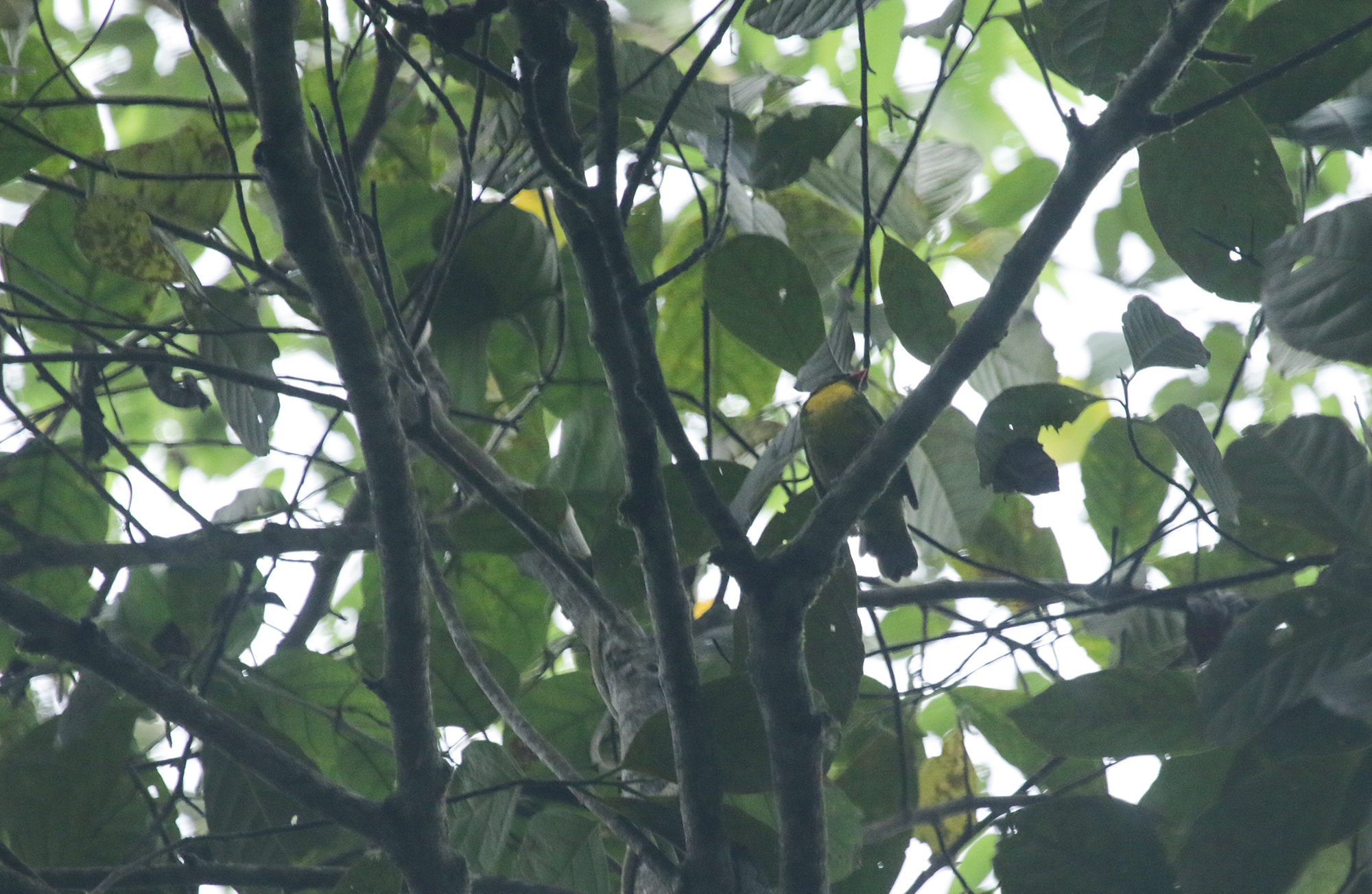 Golden-breasted Fruiteater in Santa Marta County, Magdalena, Colombia (6/5/2023).
