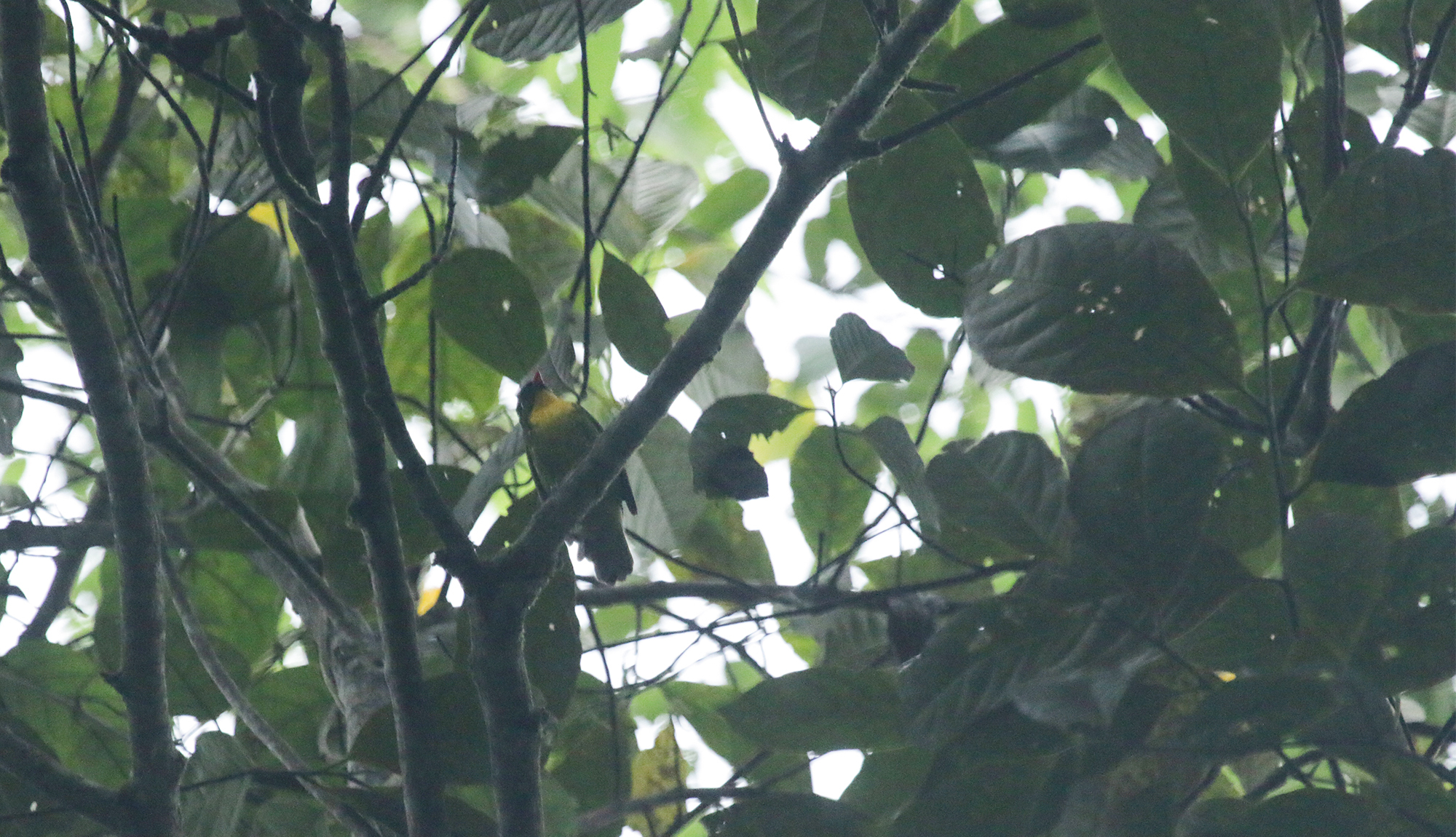 Golden-breasted Fruiteater in Santa Marta County, Magdalena, Colombia (6/5/2023).