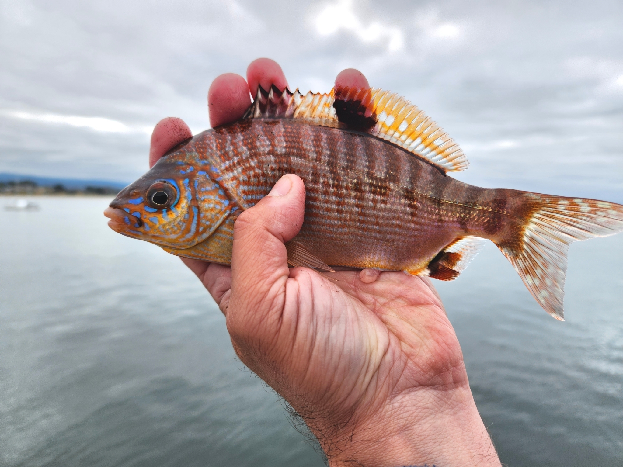 Rainbow Seaperch in Santa Cruz County, California (6/25/2023).