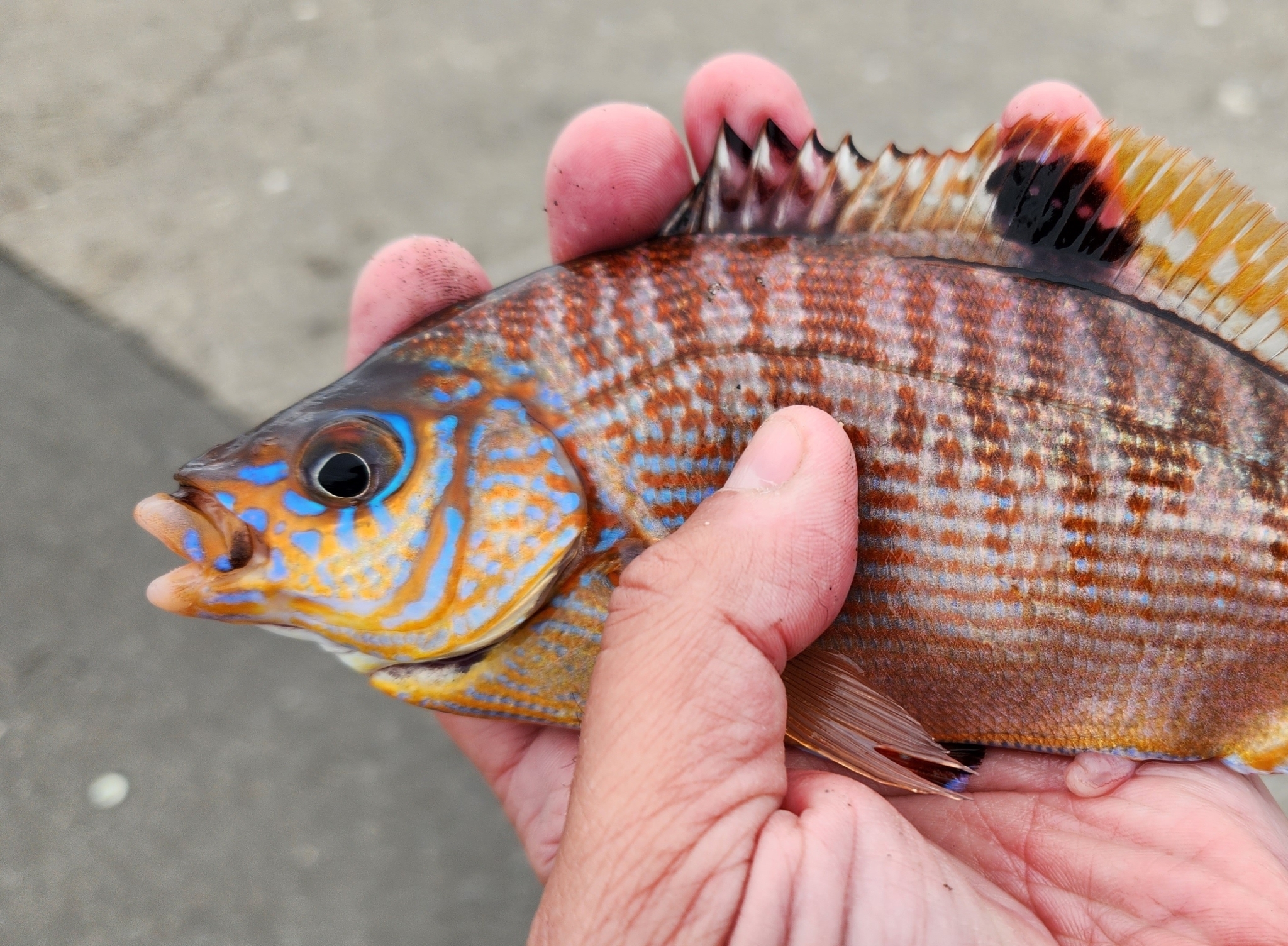 Rainbow Seaperch in Santa Cruz County, California (6/25/2023).
