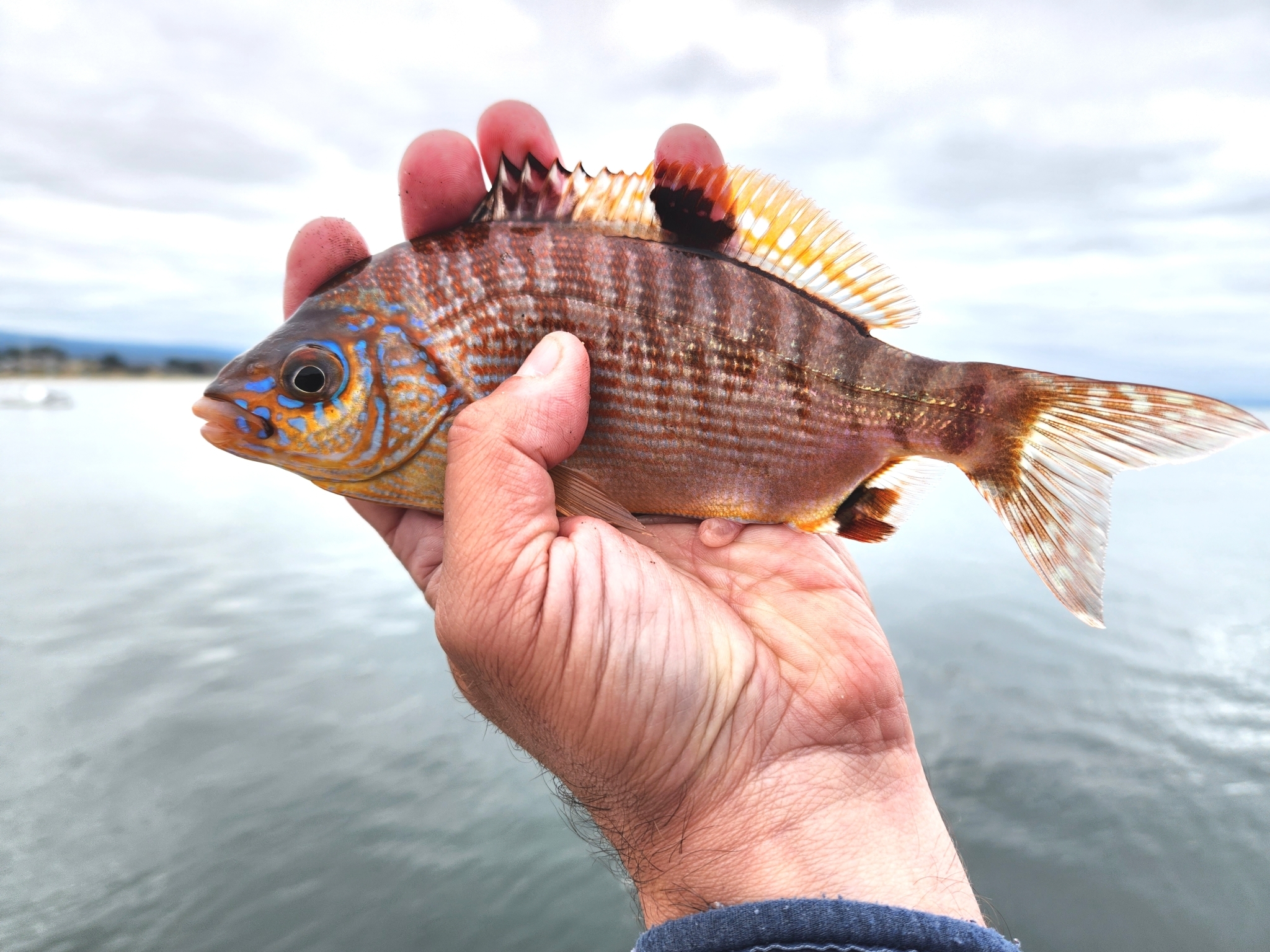 Rainbow Seaperch in Santa Cruz County, California (6/25/2023).