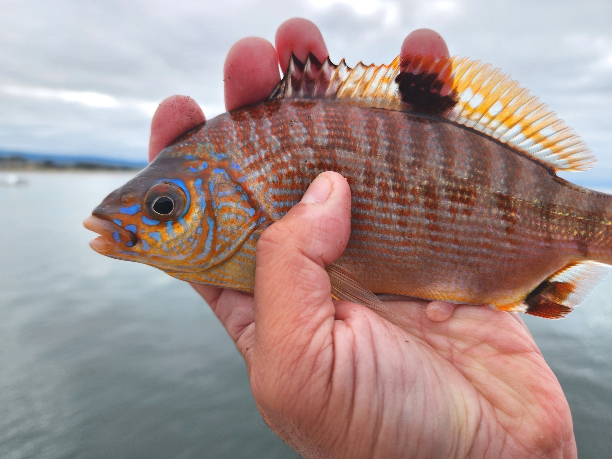 Rainbow Seaperch in Santa Cruz County, California (6/25/2023).