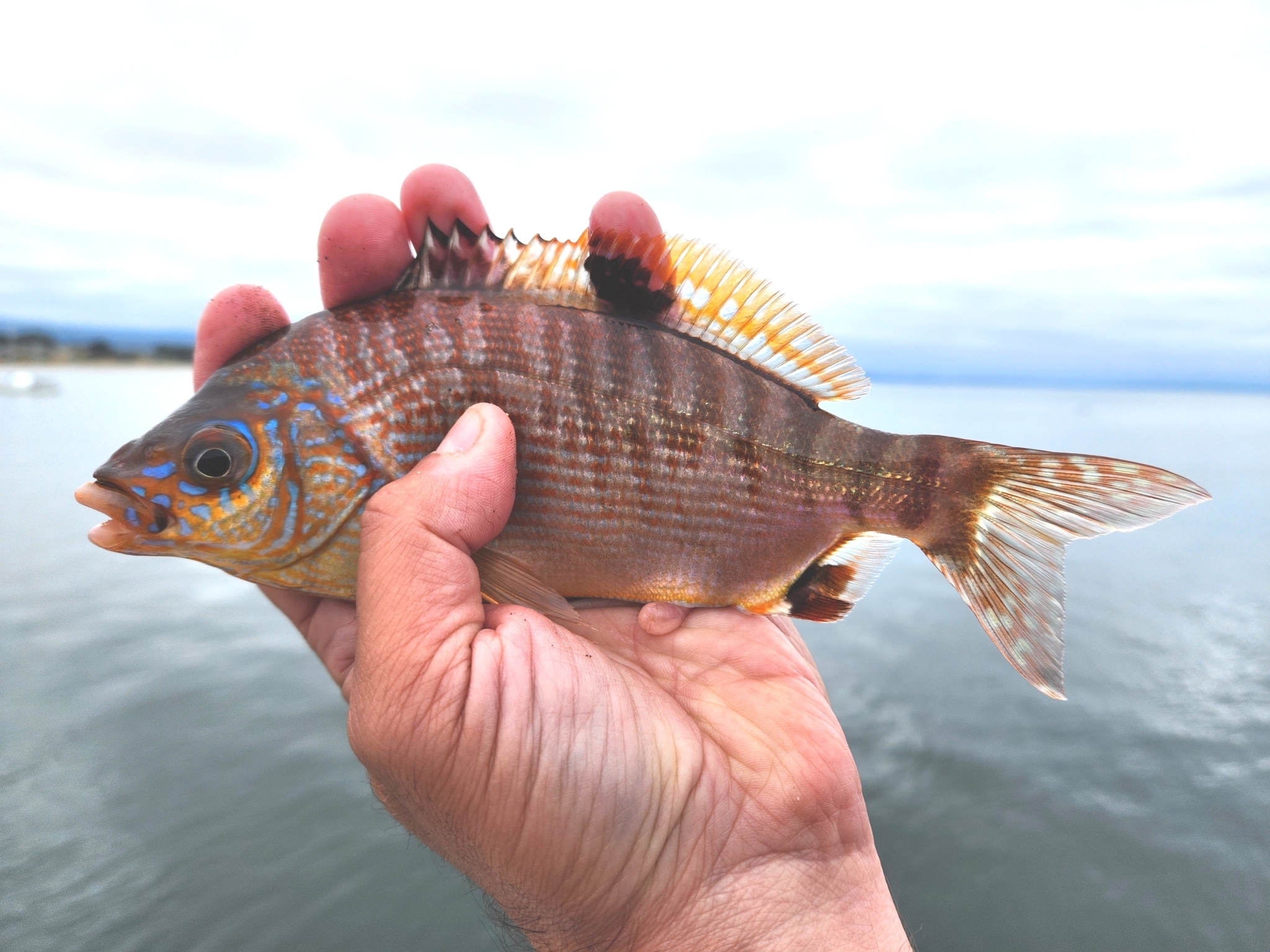 Rainbow Seaperch in Santa Cruz County, California (6/25/2023).