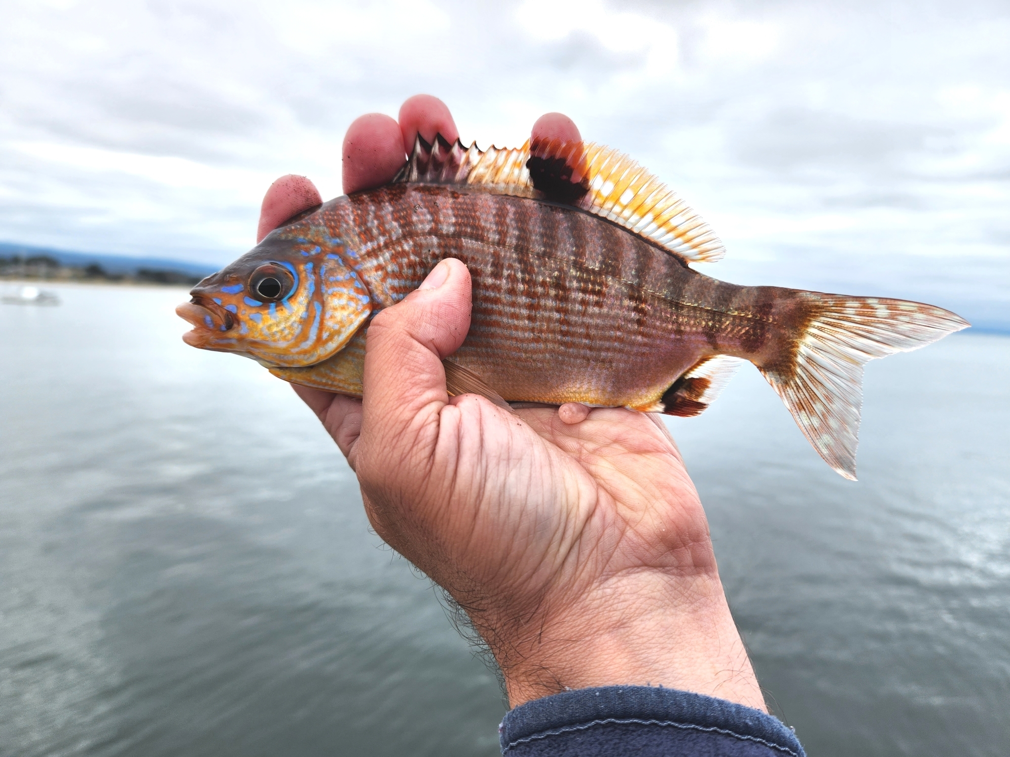 Rainbow Seaperch in Santa Cruz County, California (6/25/2023).