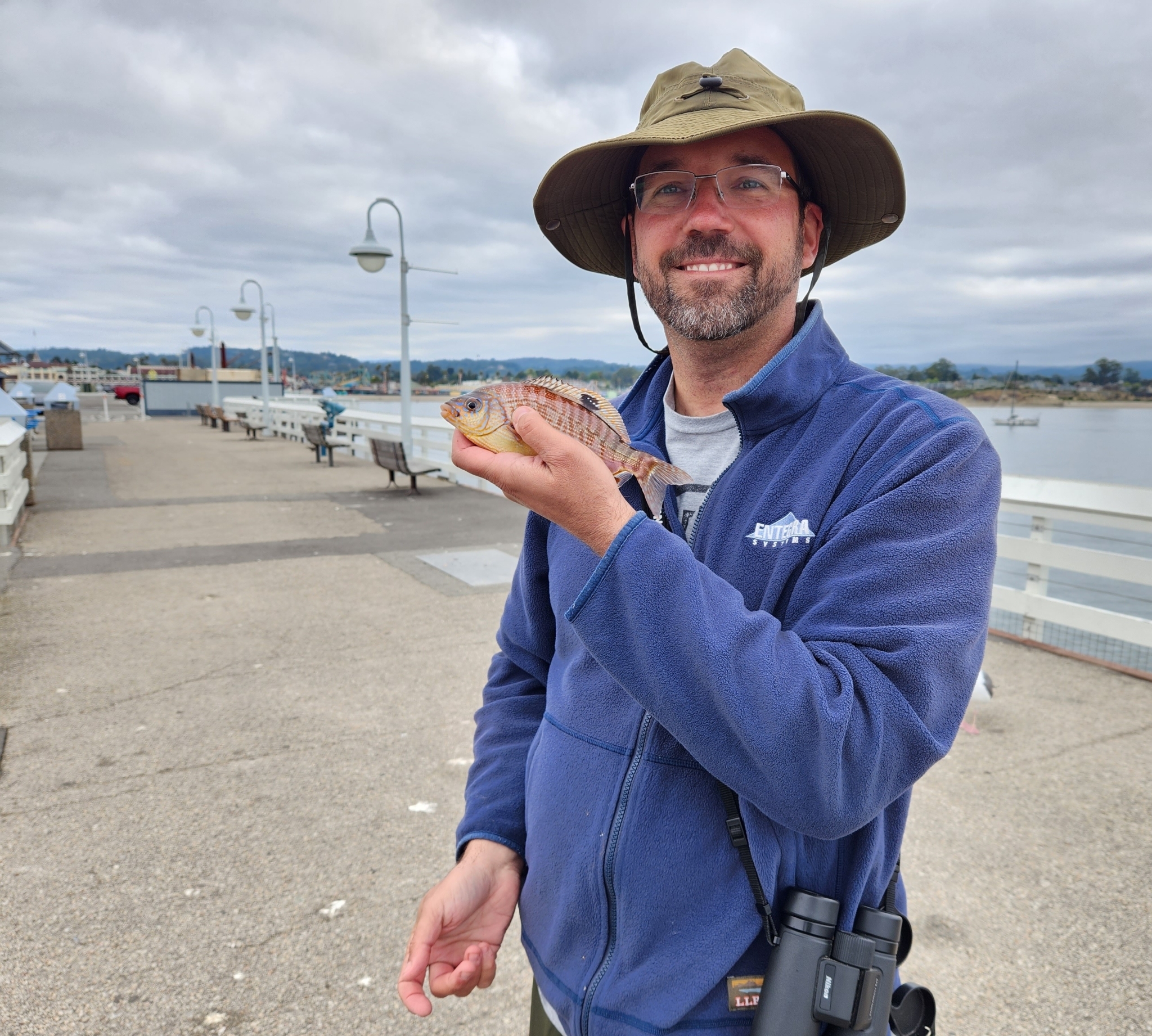 Rainbow Seaperch in Santa Cruz County, California (6/25/2023).