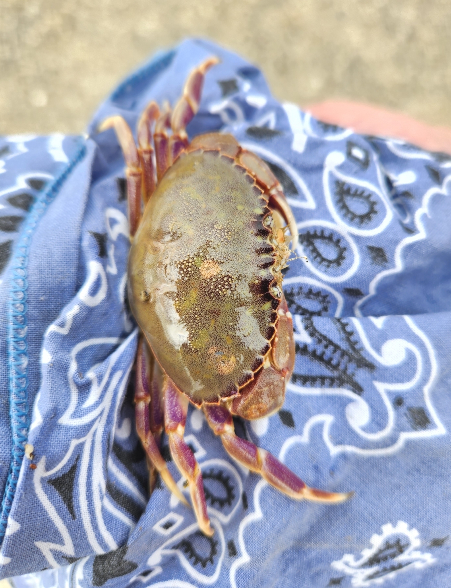 Graceful Rock Crab in Santa Cruz County, California (6/25/2023).