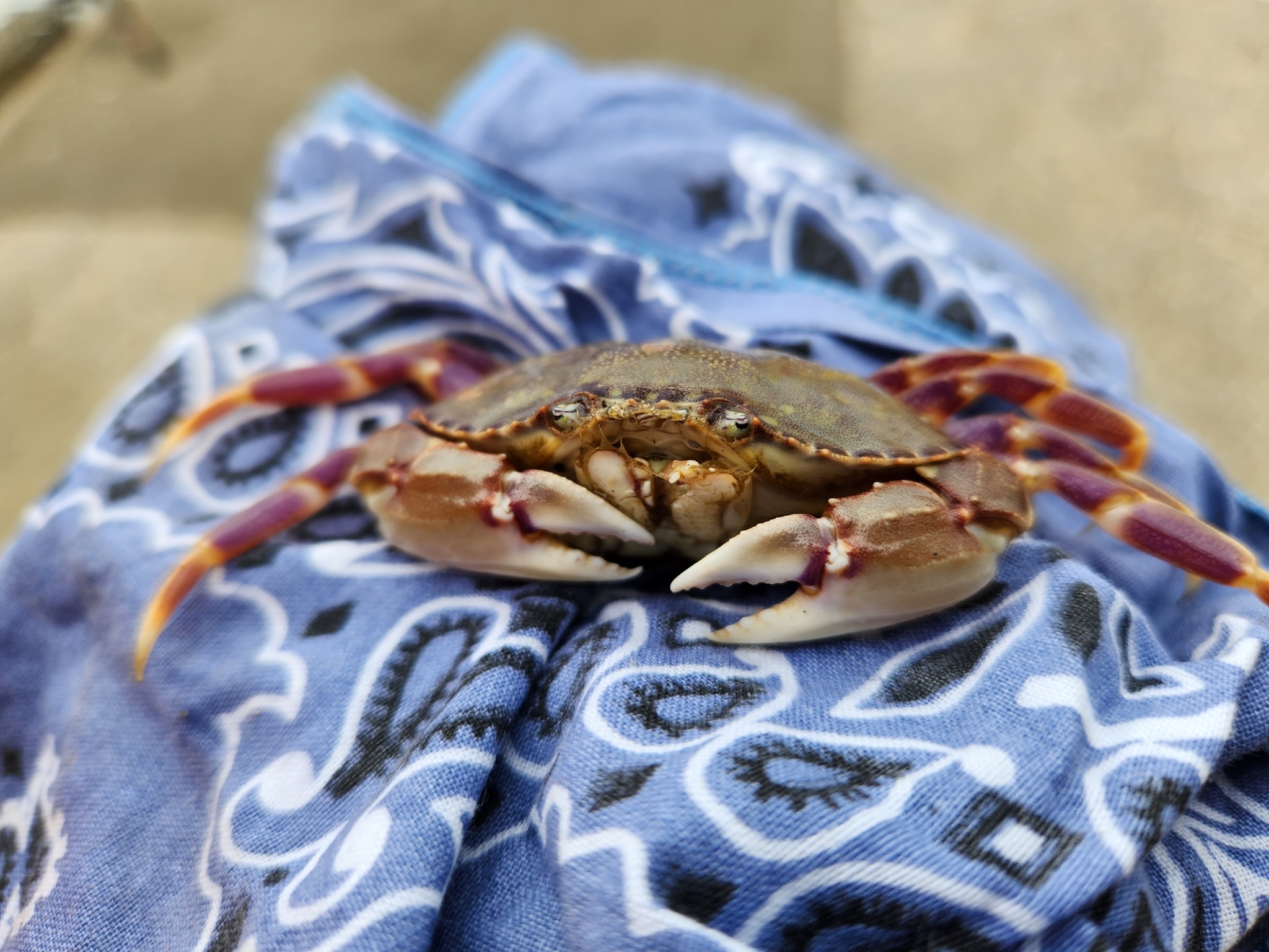 Graceful Rock Crab in Santa Cruz County, California (6/25/2023).