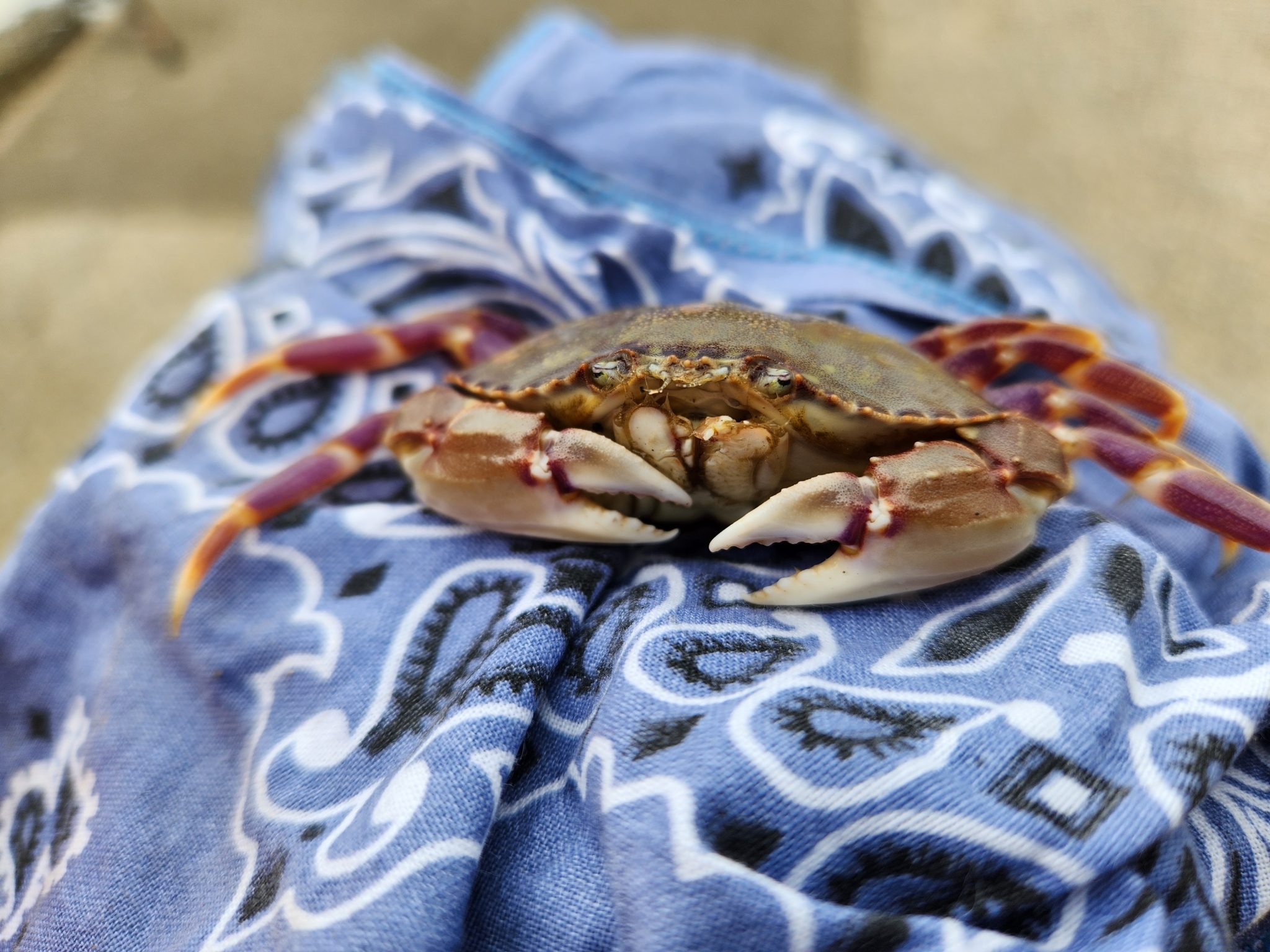 Graceful Rock Crab in Santa Cruz County, California (6/25/2023).