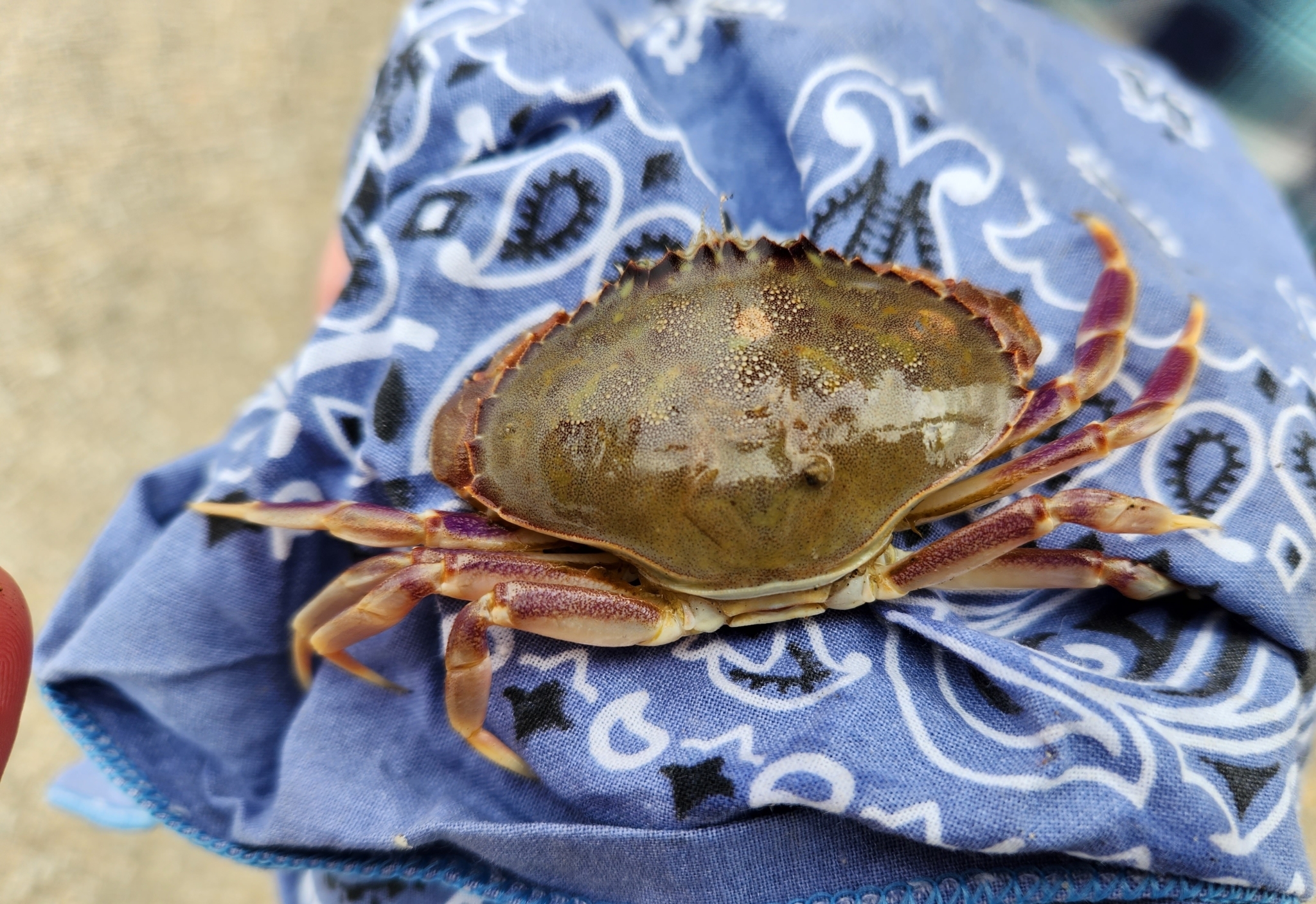 Graceful Rock Crab in Santa Cruz County, California (6/25/2023).