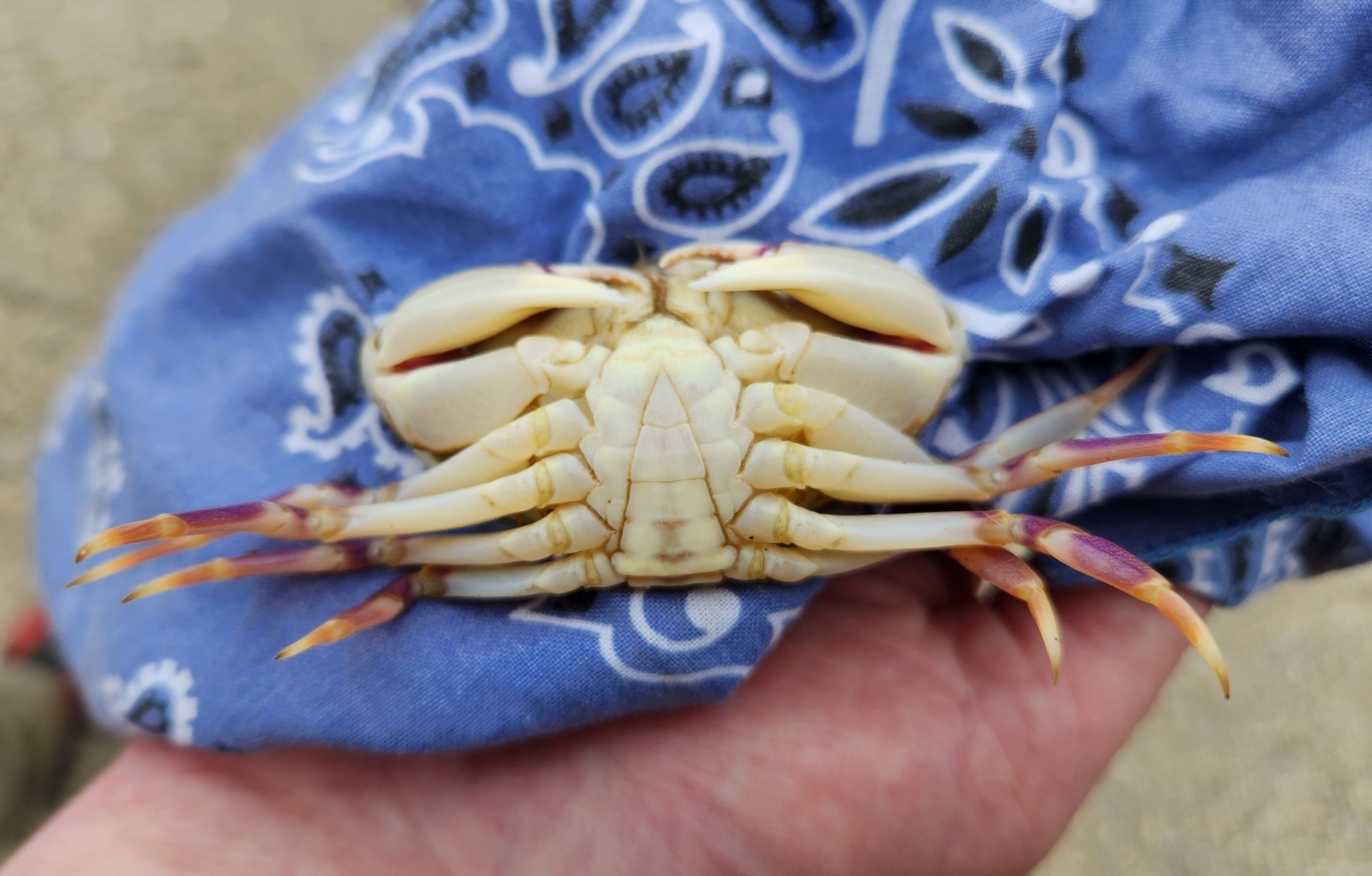 Graceful Rock Crab in Santa Cruz County, California (6/25/2023).
