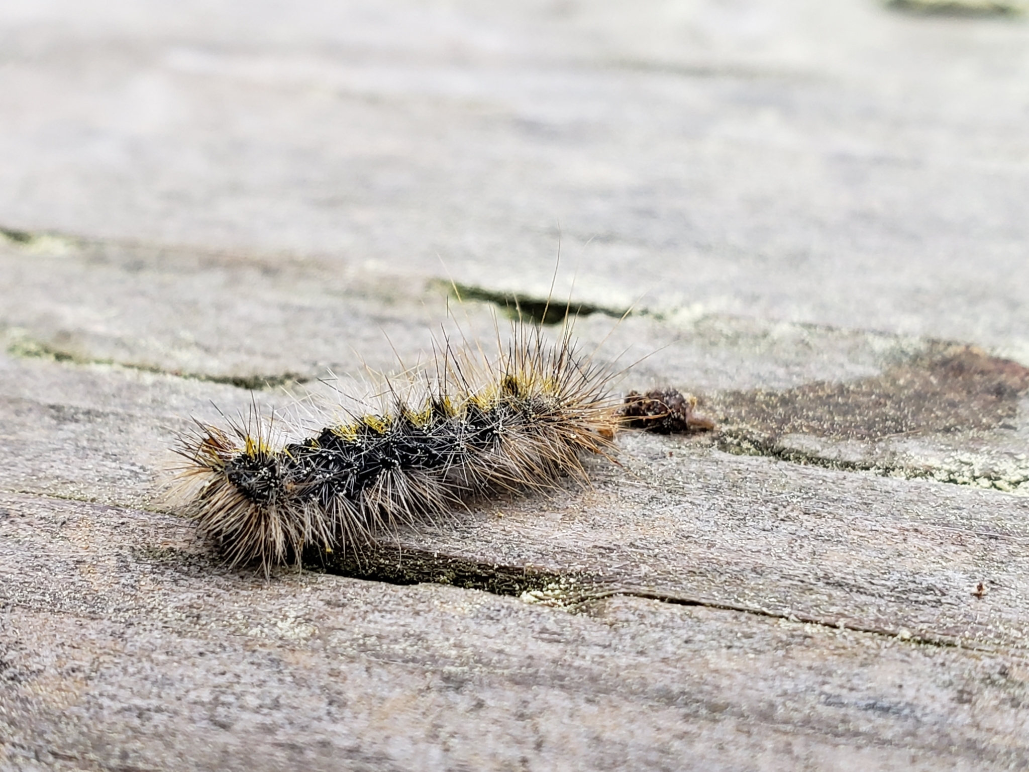 Silver-spotted Tiger Moth in Monterey County, California (3/1/2020).