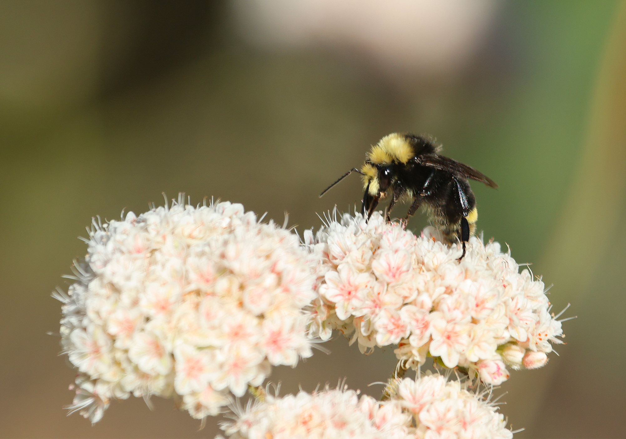 Photos of Bumble Bees (Genus Bombus) · iNaturalist