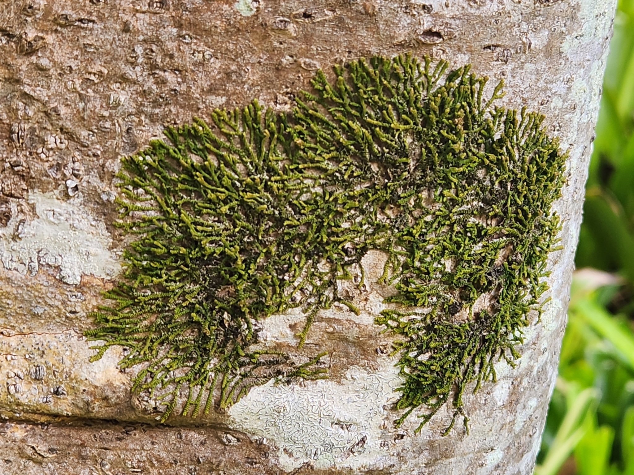 <em>Acrolejeunea sandvicensis</em> in Honolulu County, Hawaii (10/2/2023).