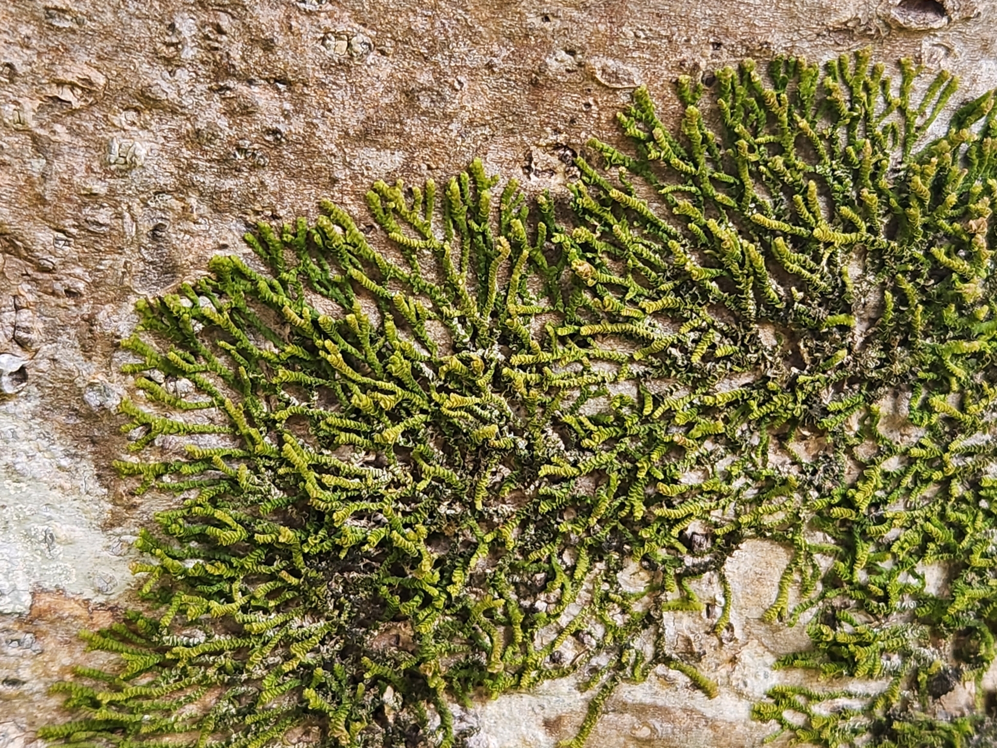 <em>Acrolejeunea sandvicensis</em> in Honolulu County, Hawaii (10/2/2023).