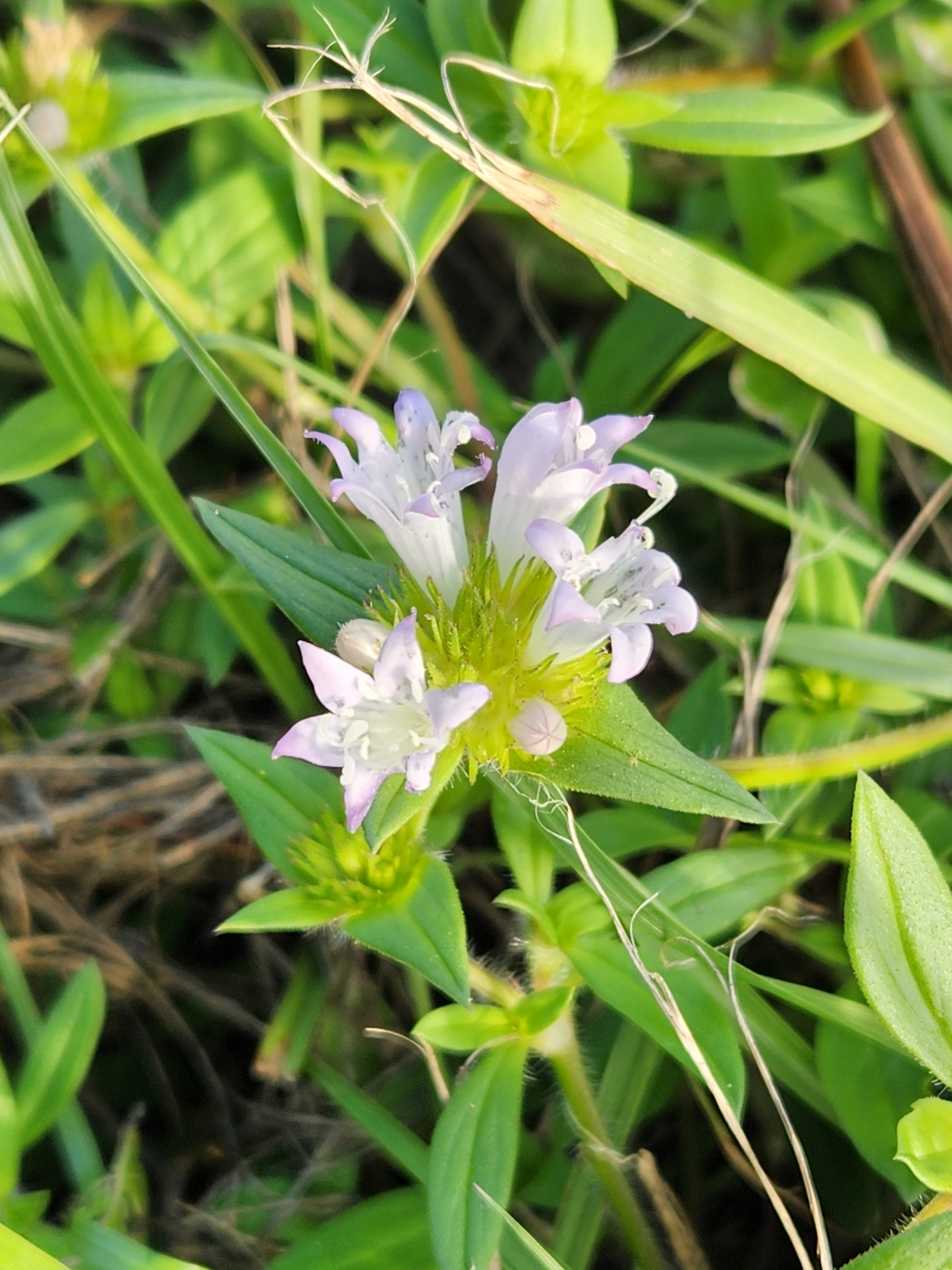 Largeflower Mexican Clover in Orange County, Florida (11/29/2023).