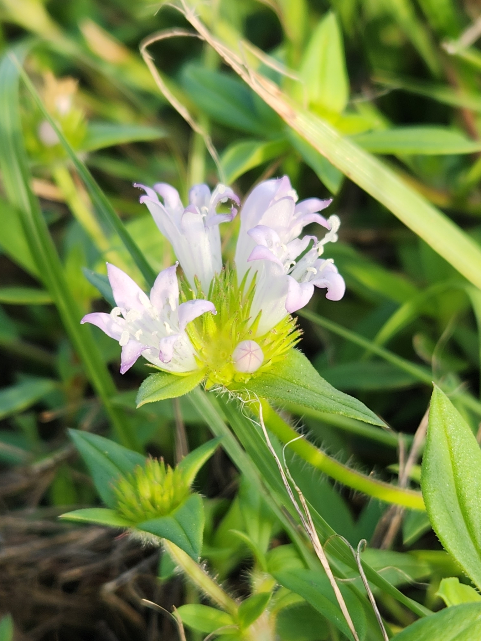 Largeflower Mexican Clover in Orange County, Florida (11/29/2023).