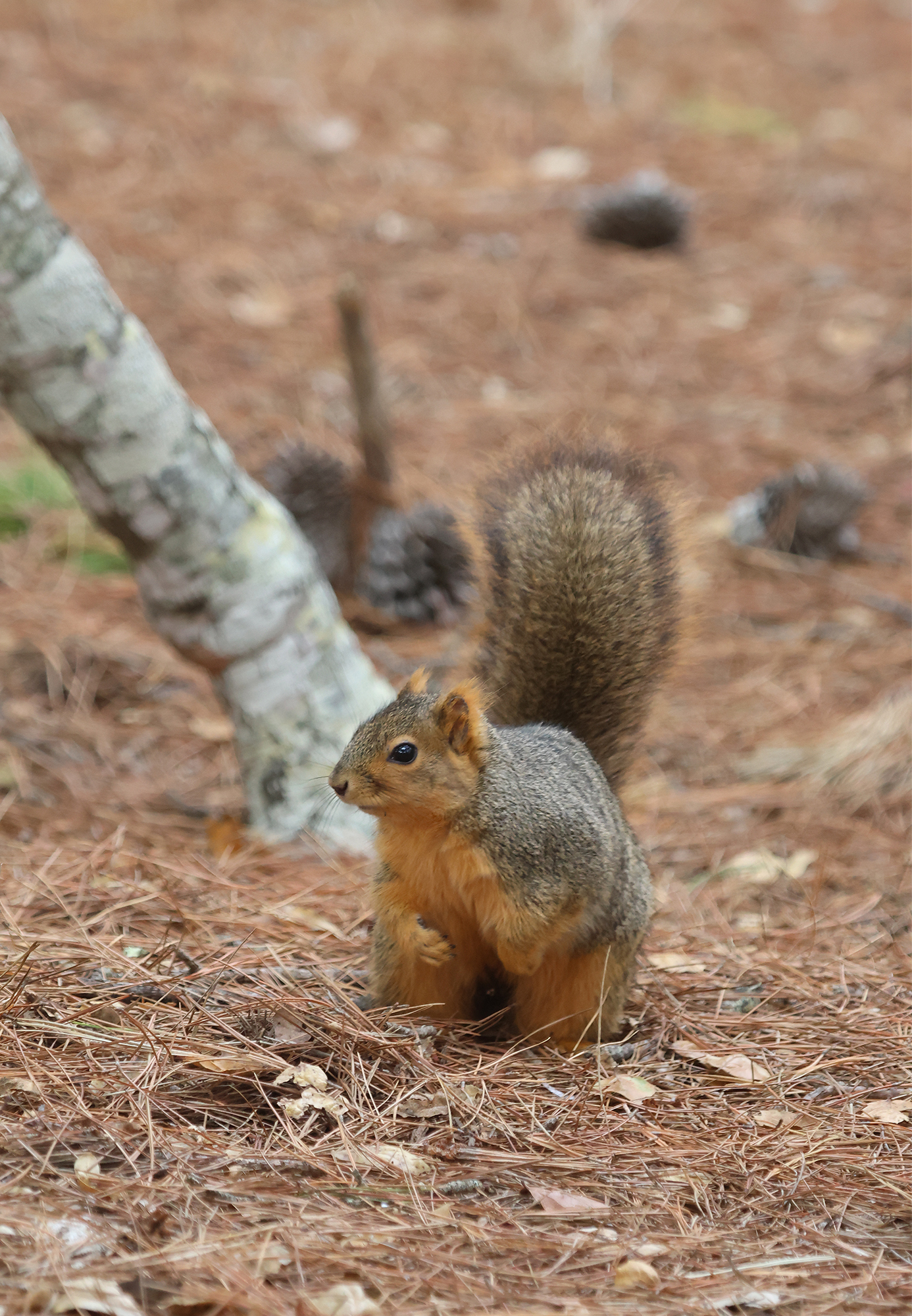 Eastern Fox Squirrel, Irwin County | Vanishing Georgia